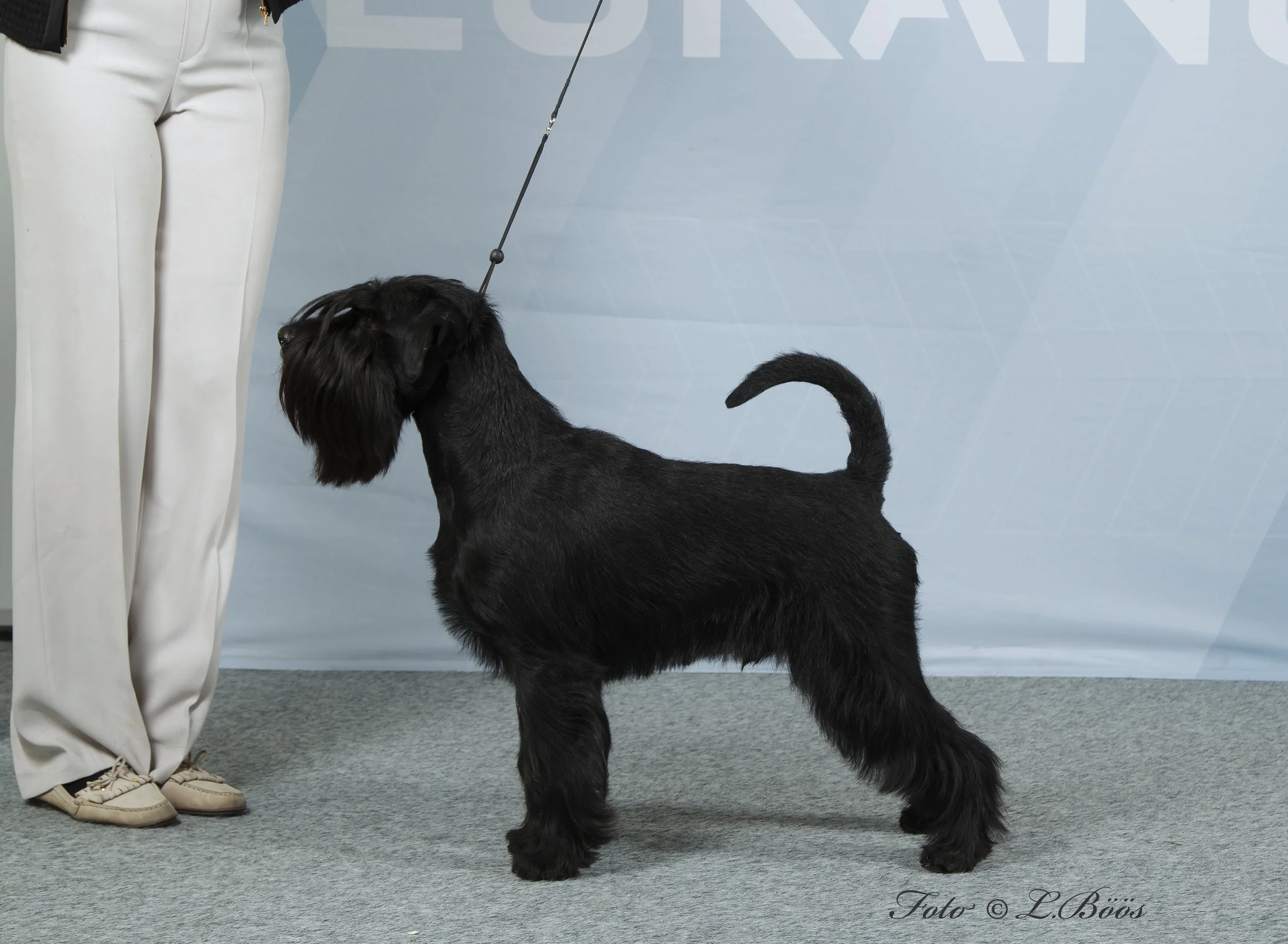 Schnauzerringen Swedish Schnauzer Club Dog of the Year 2019