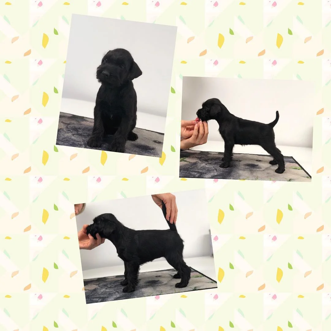 Matches 5,5 weeks