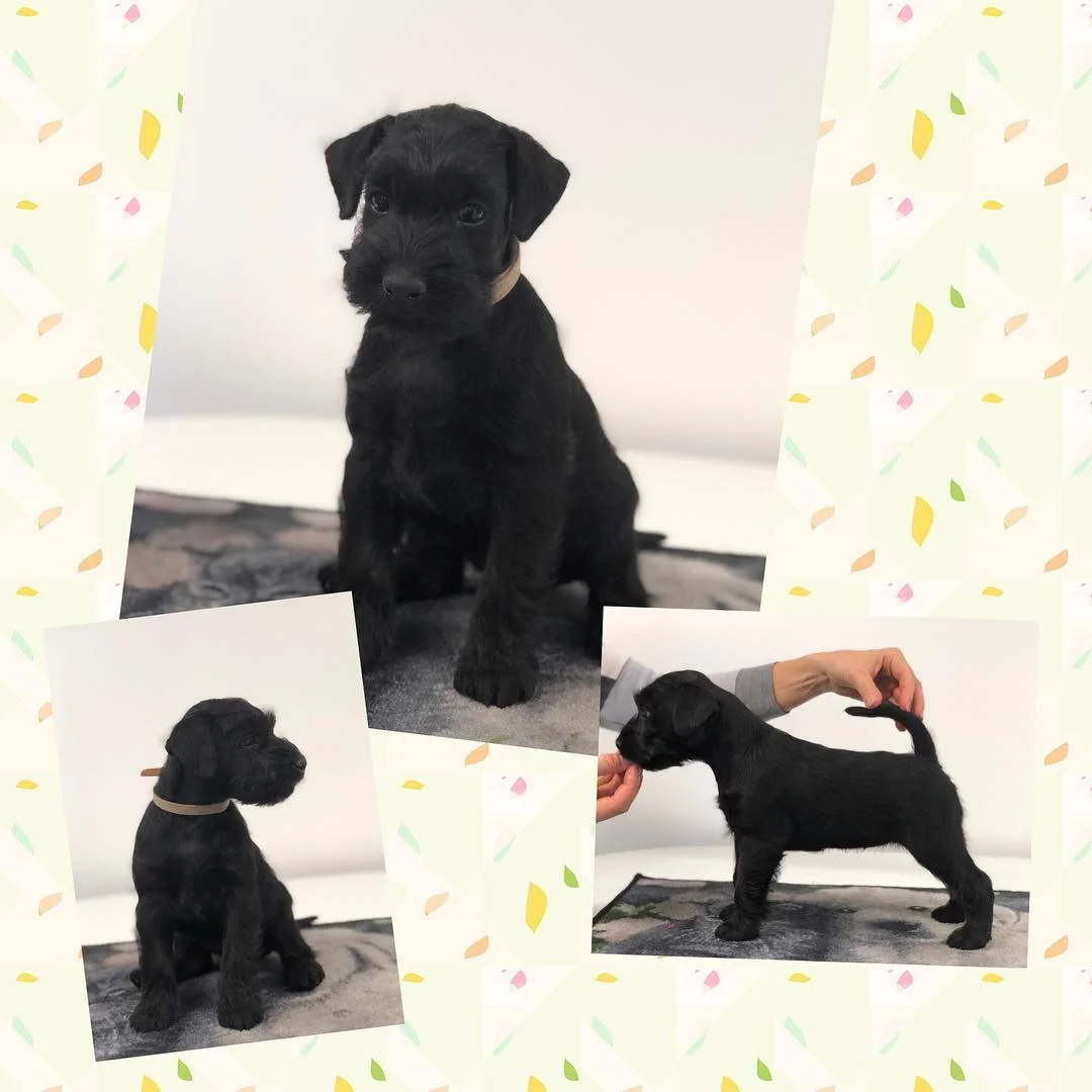 Maleficent 5,5 weeks