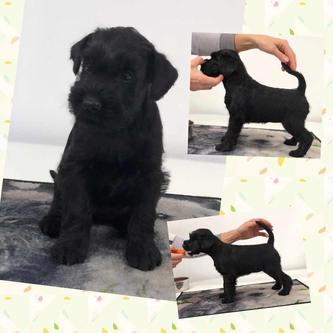 Ludmila 5,5 weeks