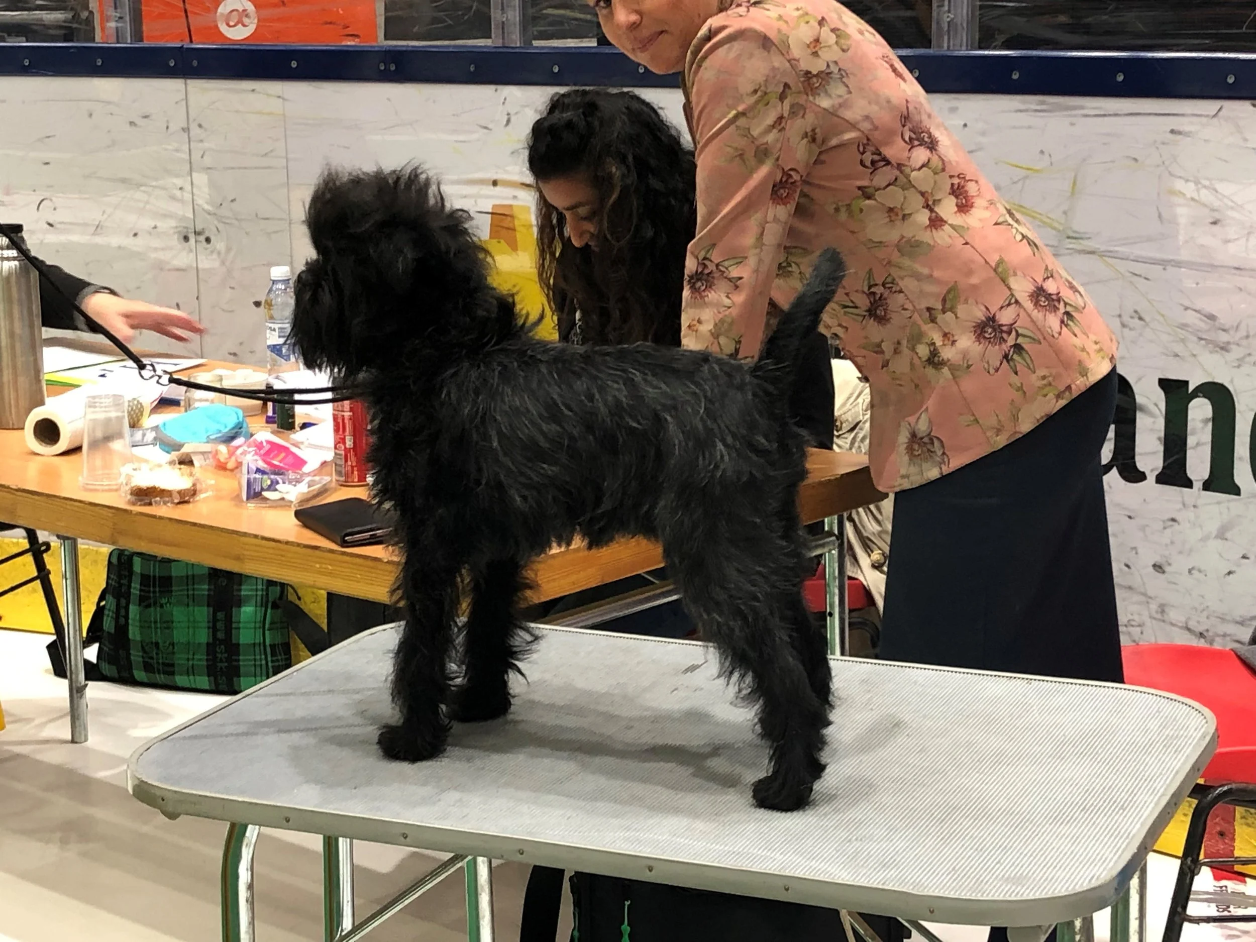 BOS puppy Velvet Dandy´s Jakamoko first show ever