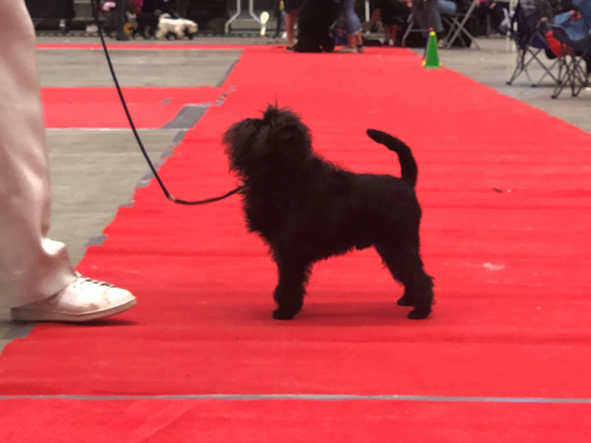 Bosse standing
