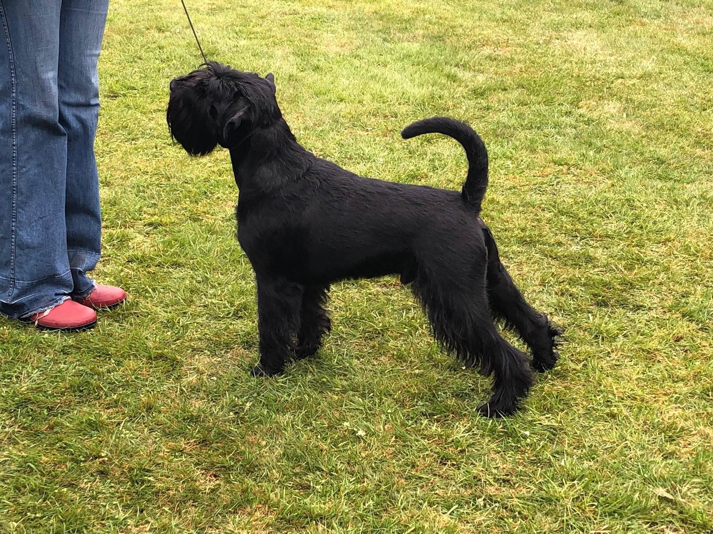 Best Of Breed VDs Fafner “Nero”