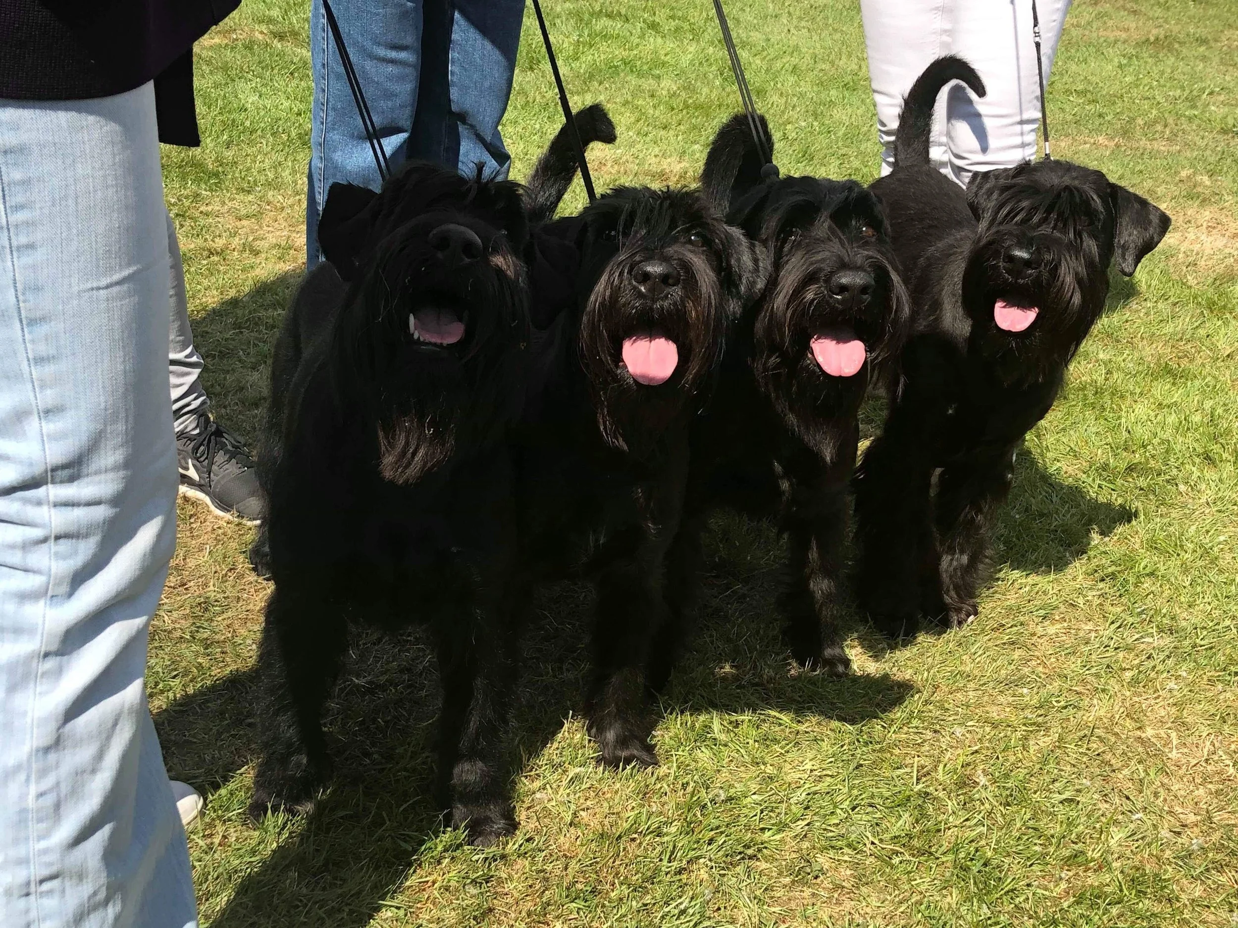 BEST IN SHOW 1 BREEDERS GROUP