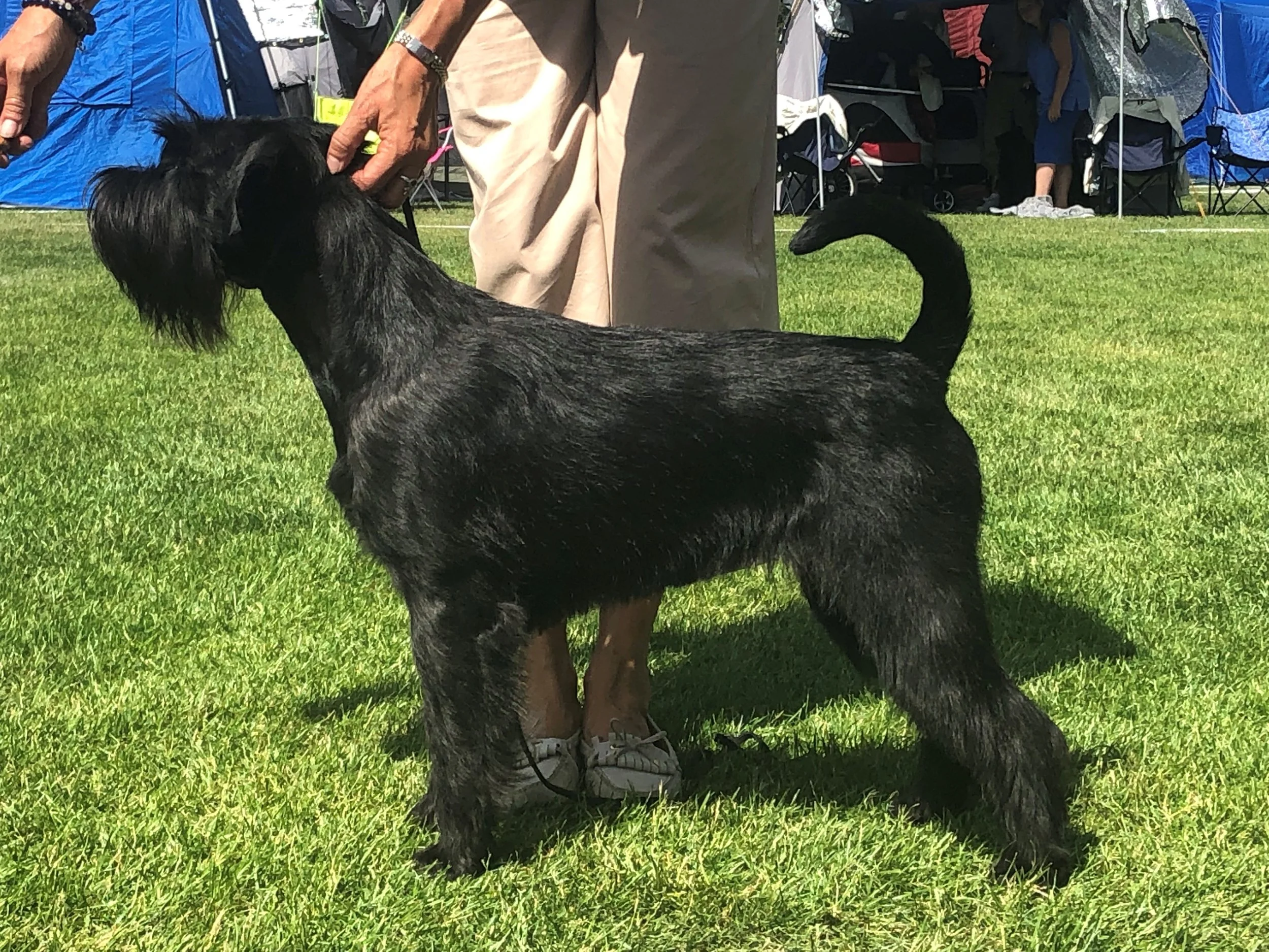 BEST IN SHOW 3 JUNIOR Velvet Dandy´s Faranth