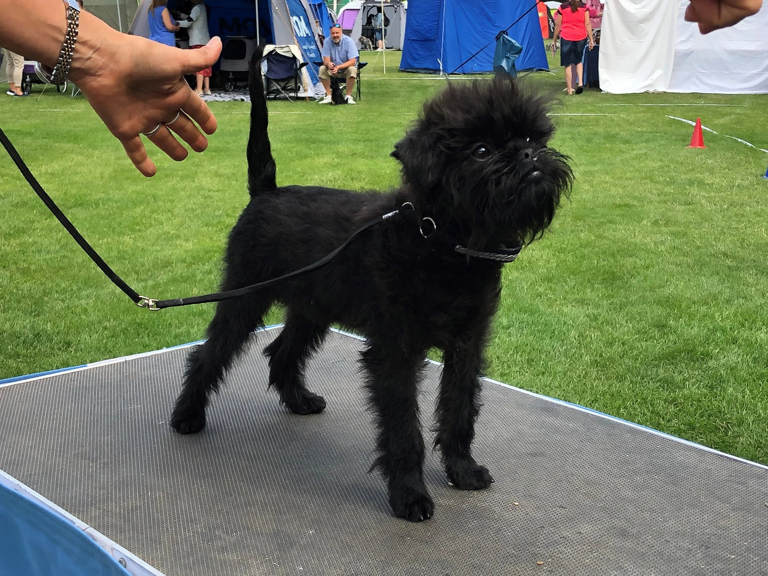 Velvet Dandy´s Zephir at the judging table