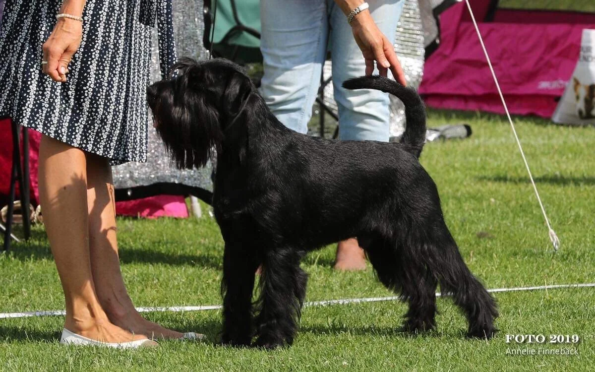 SKK NORDIC DOG SHOW VÄSTERÅS