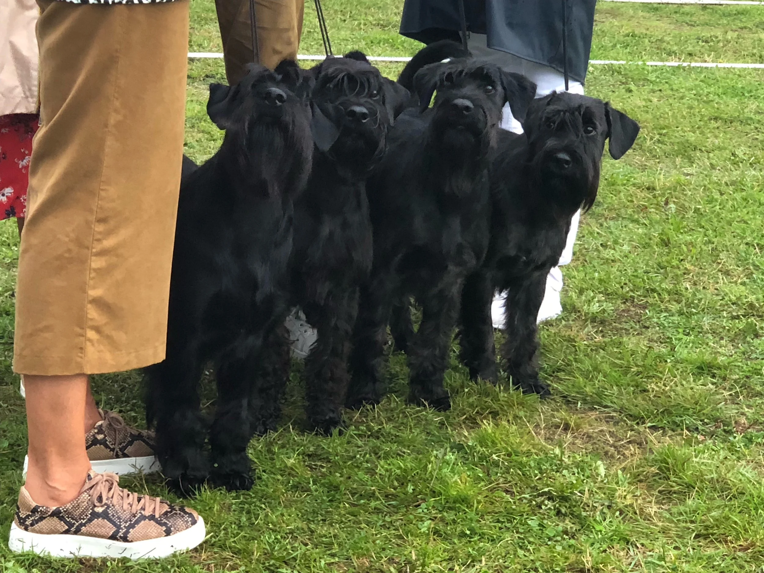 Best In Show Breeders group