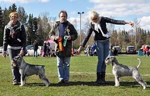 DSC_2268BirBimSchnauzer.jpg