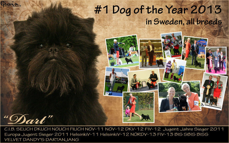 Dart_DogOfTheYear2013.jpg