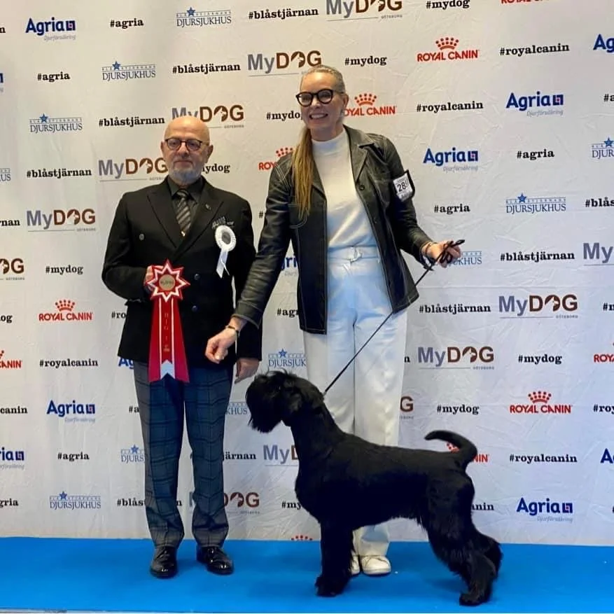My Dog 2 SKK INT Dog Show Gothenburg
