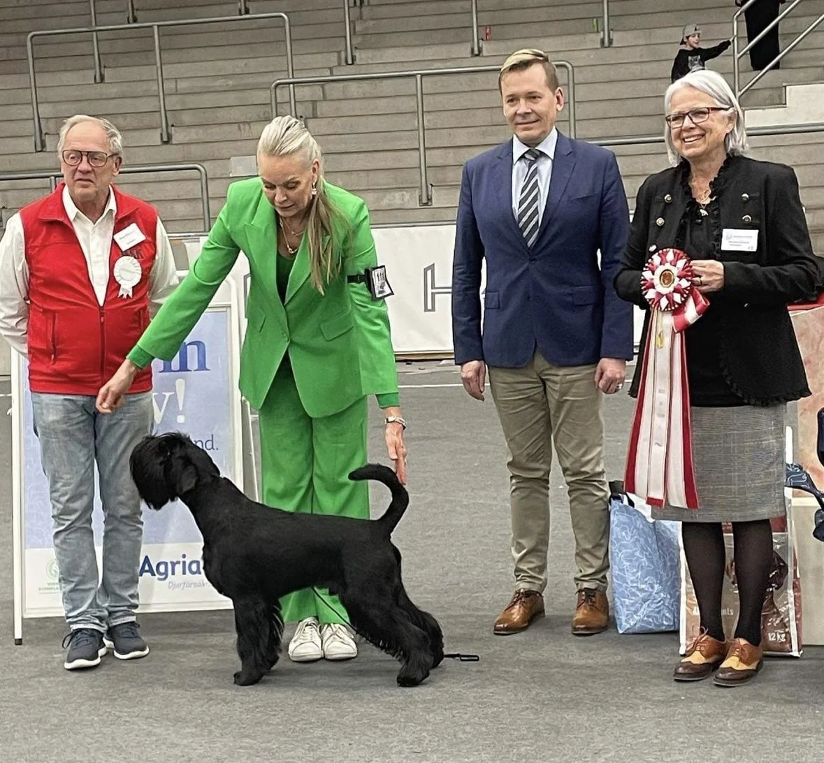 SKK nat Dogshow Västerås Ziggy BEST IN SHOW  