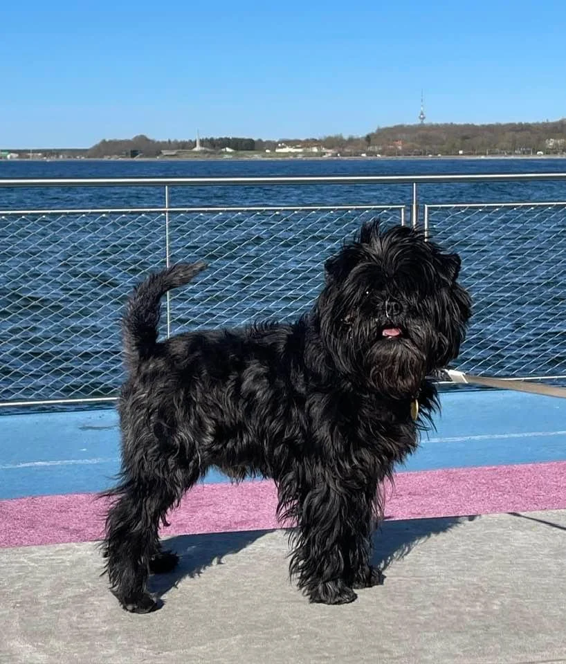 CRUFTS 2025 Birmingham U.K.