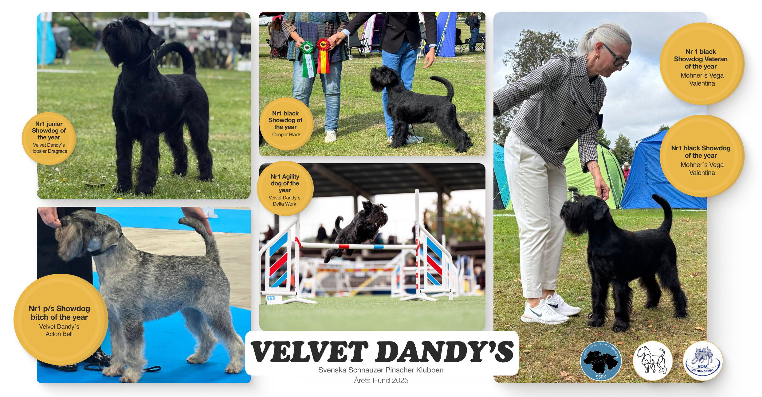 Samlingsannons_2025_VelvetDandy.png
