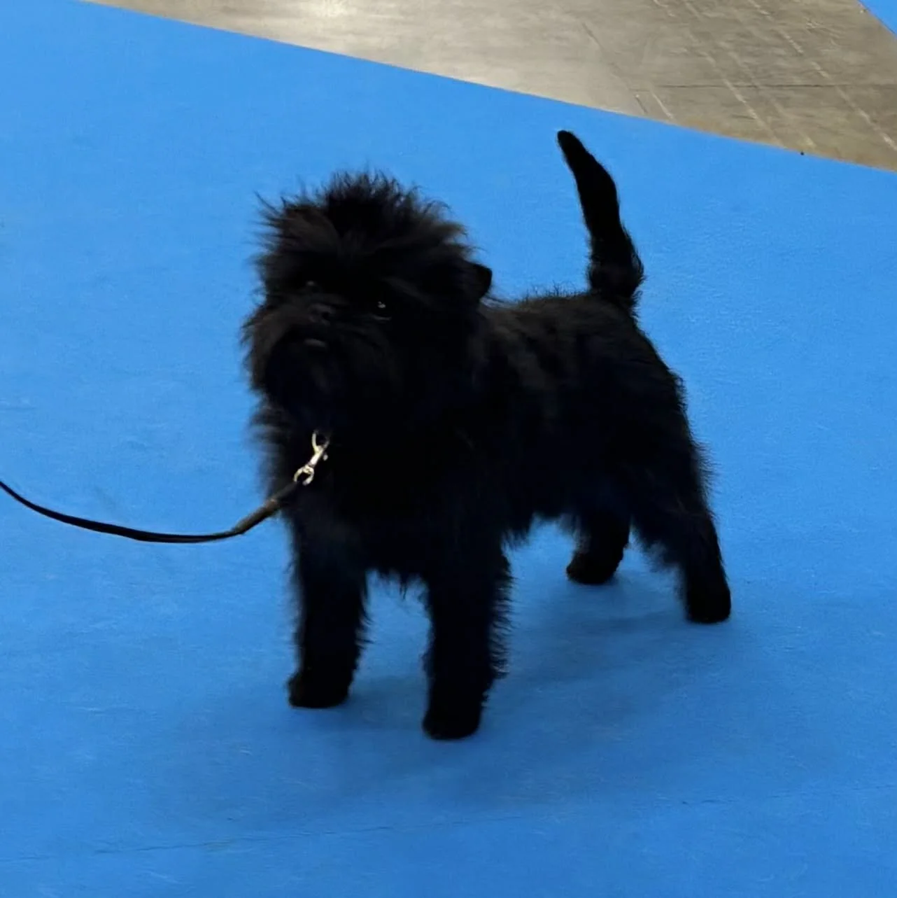 SKK Agria Winner Dog Show Jönköping