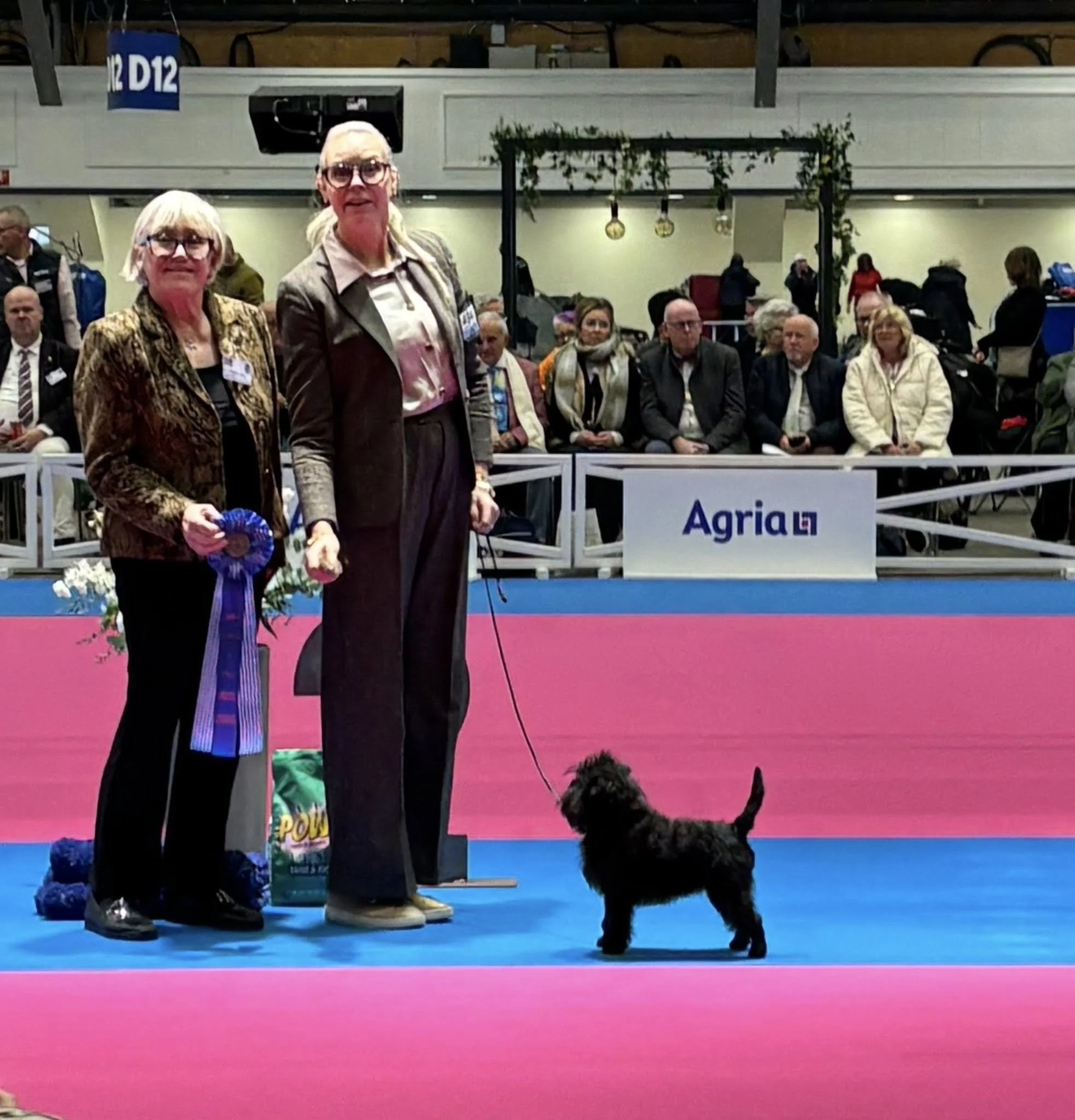 SKK Agria International Cruftsqualifying Dog Show Jönköping