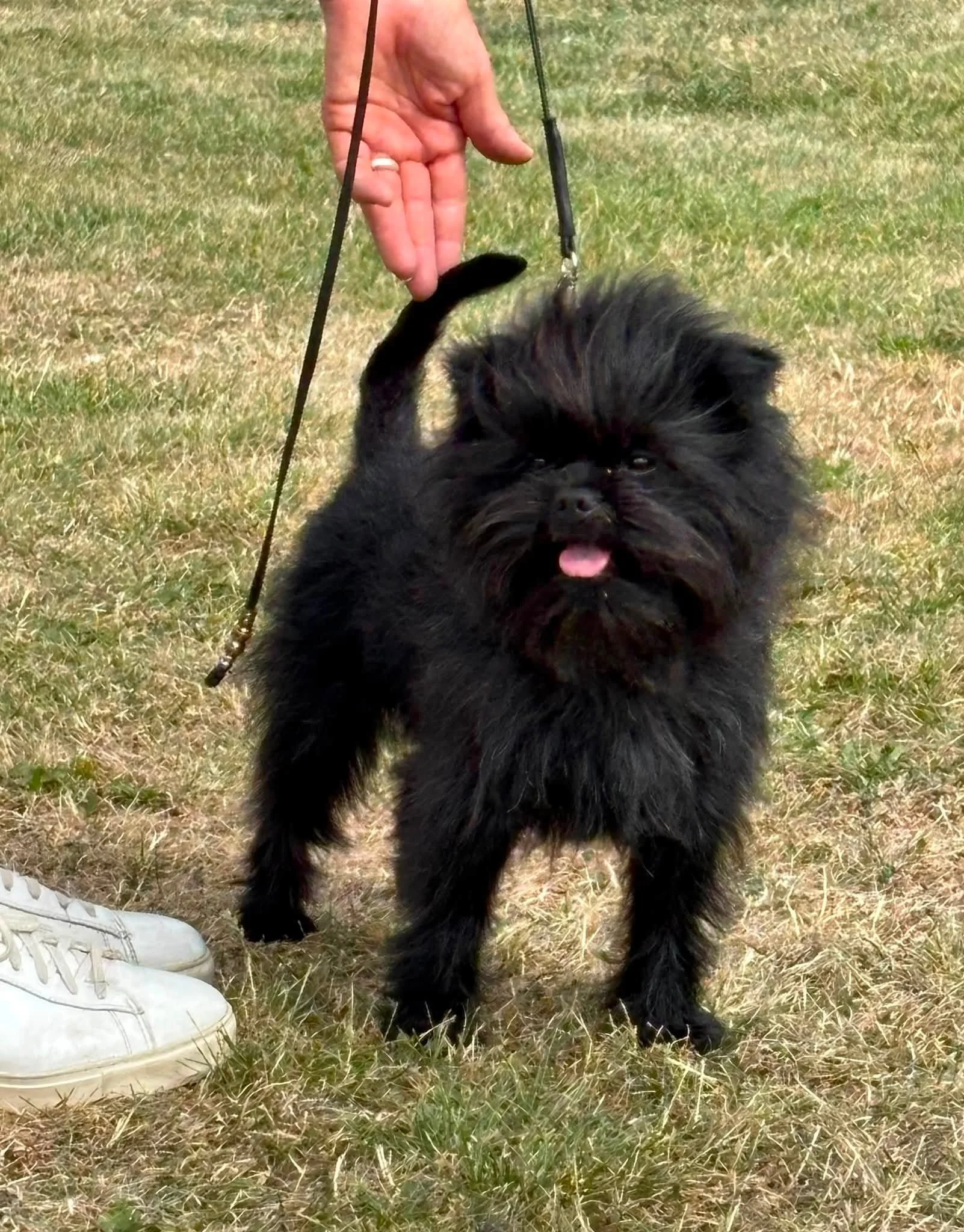 SKK NORDIC Dog Show in Norrköping