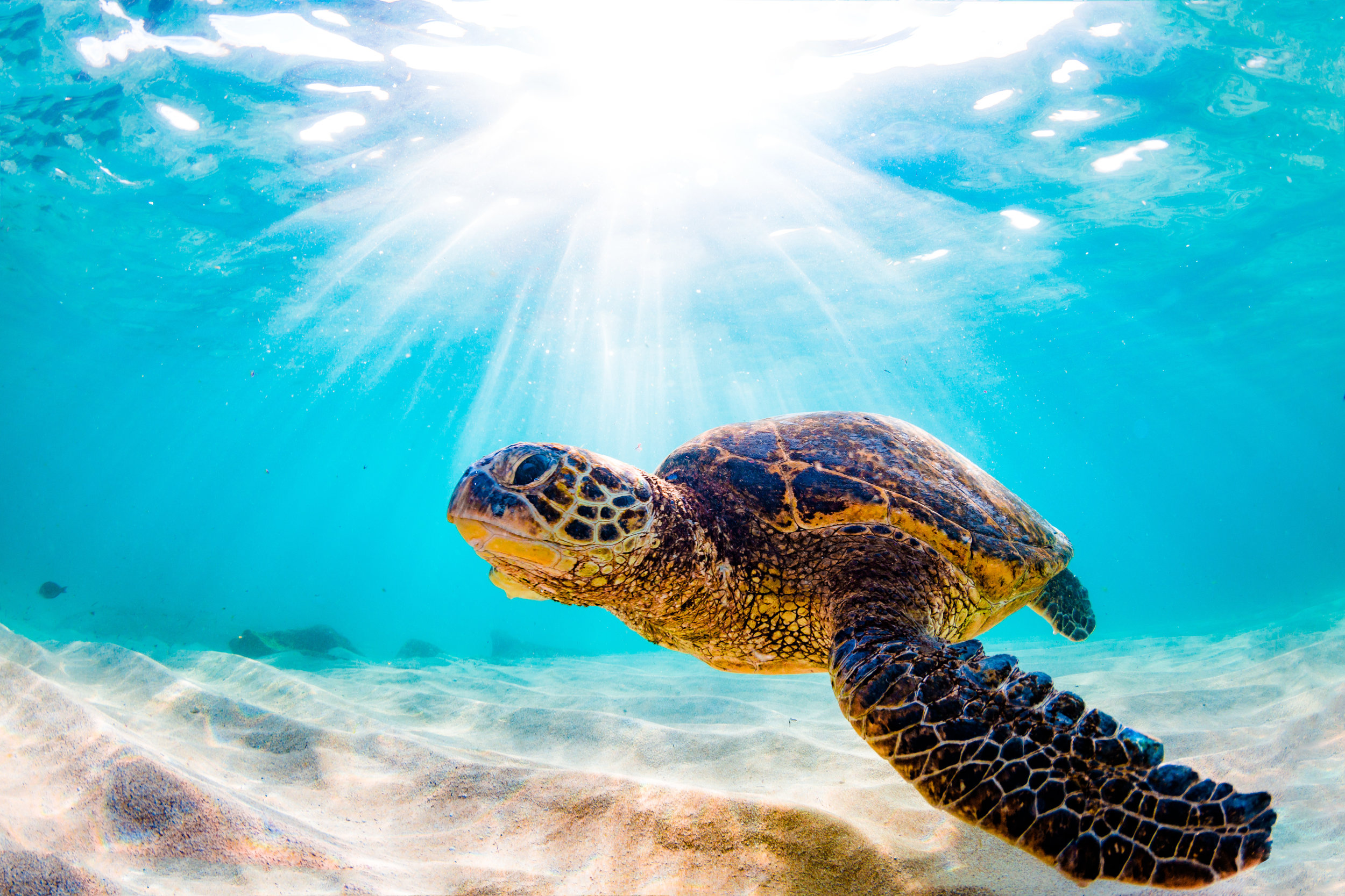 Turtle-North Shore.jpeg