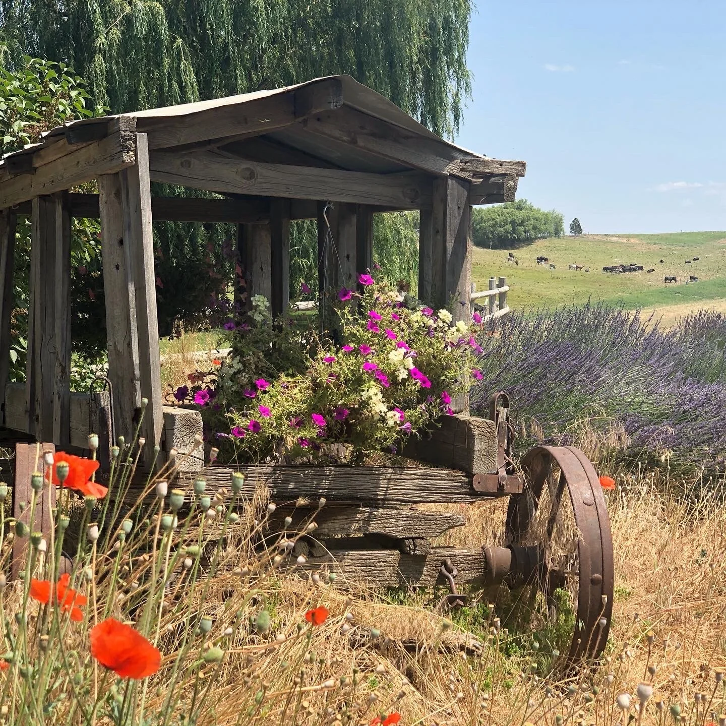 Lessons Learned Over Lavender Lemonade