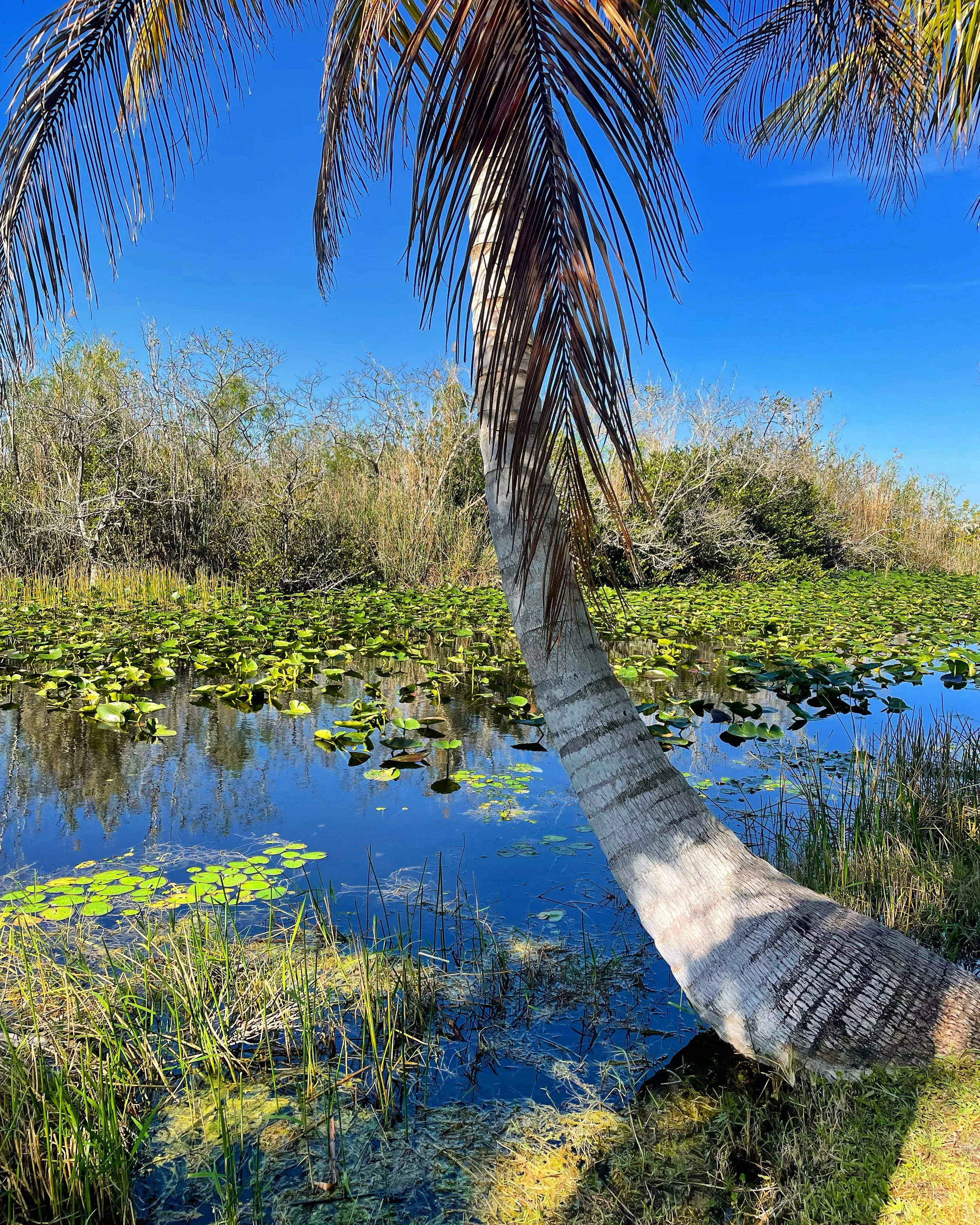 Our Epic Everglades Adventure
