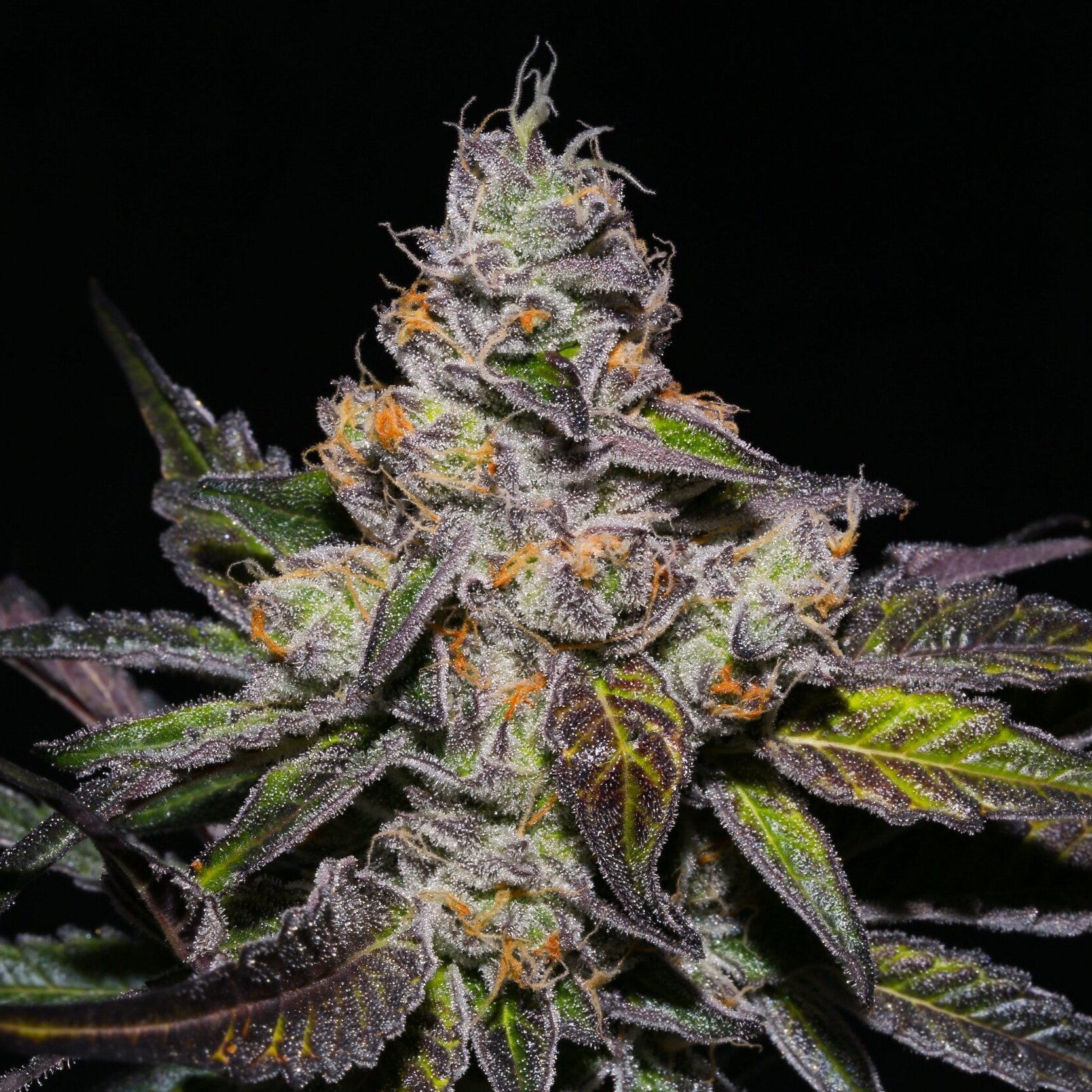 Cheap Peanut Butter Breath feminized aroma, flavor and smell