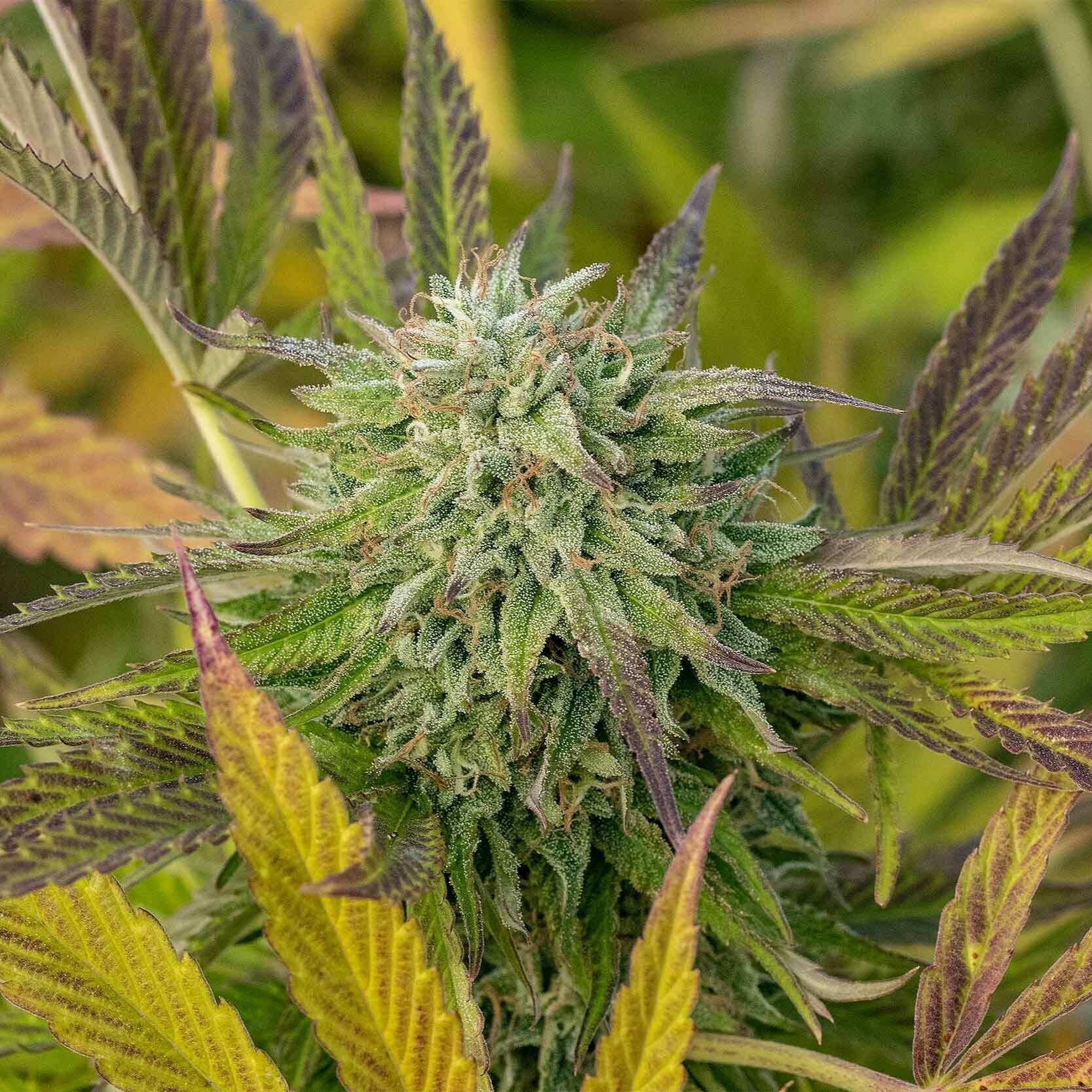 Zkittles Cannabis Strain Flower Shot From Seed Bank