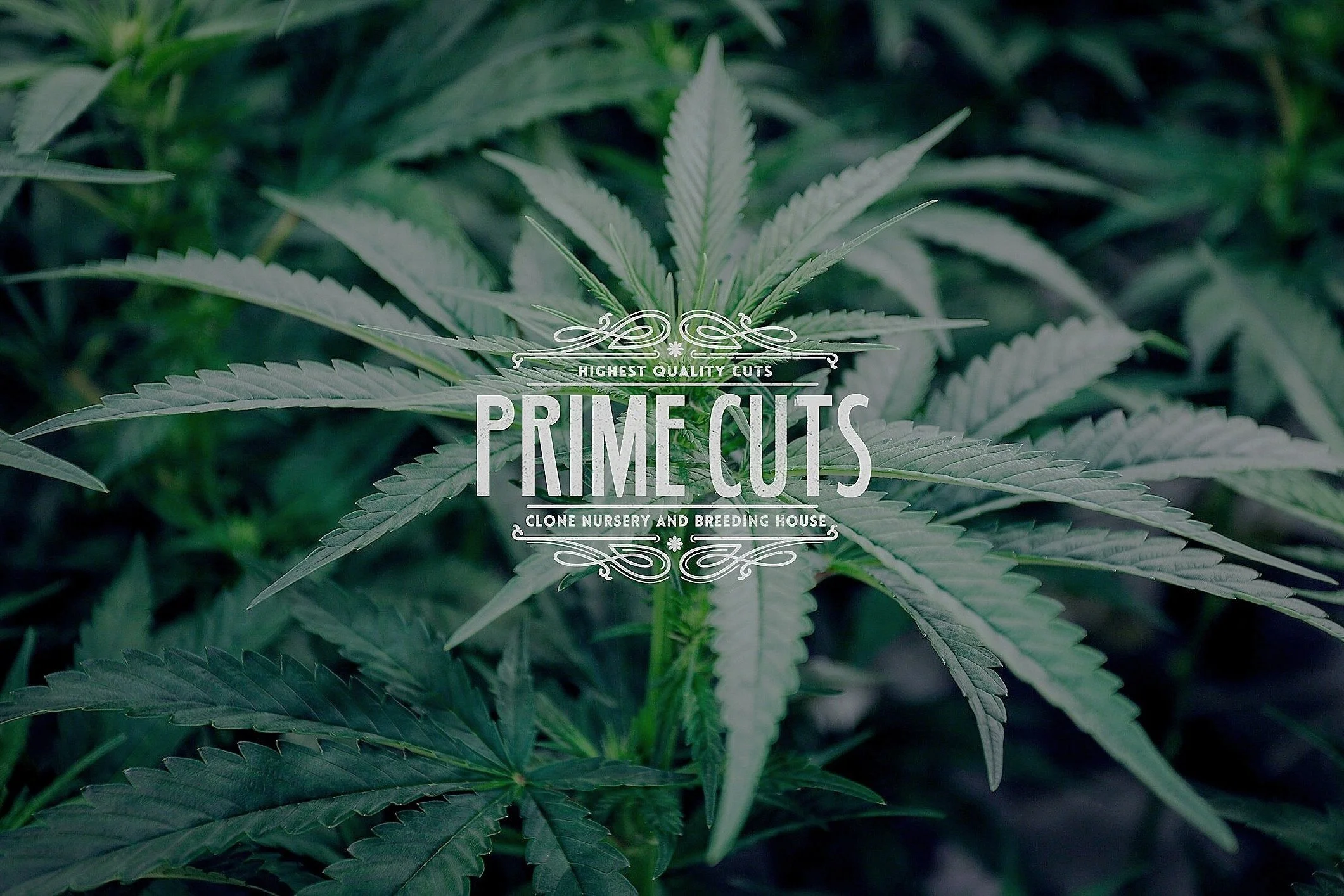Prime Cuts Cannabis Nursery Background Image.jpg