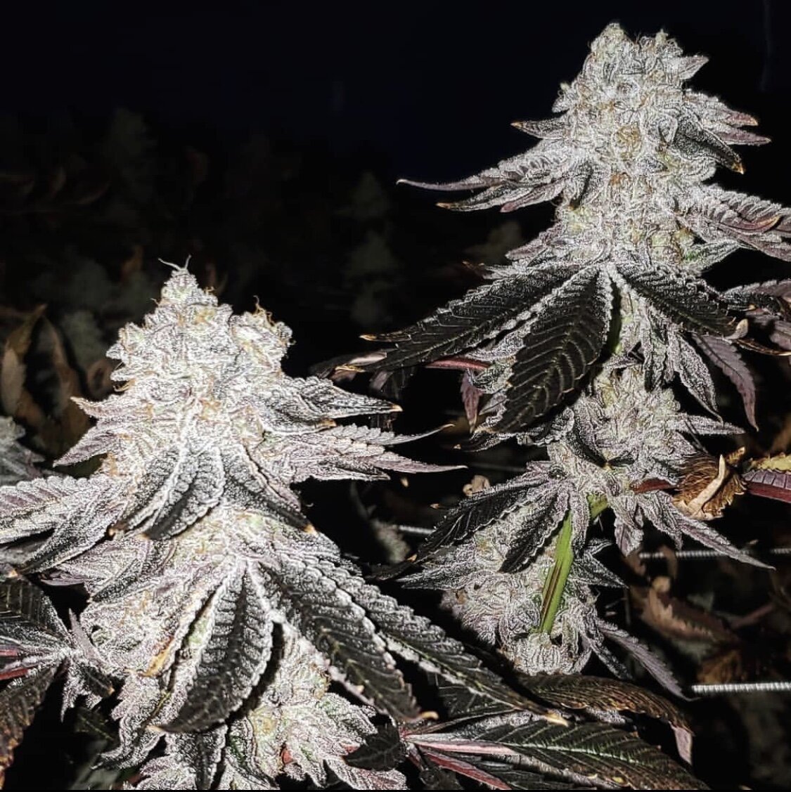 Prime+Cuts+Nursery+Kush+Mints+Cannabis+Strain+Clones+and+Teens+available+(1).jpeg