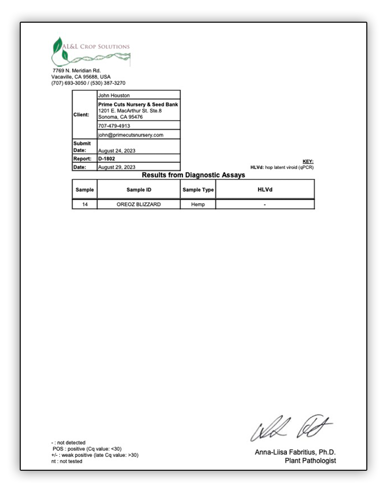 Oreoz Blizzard ( Oreoz x Lemon Iccee) — Prime Cuts Cannabis Clone Nursery and Seed Bank