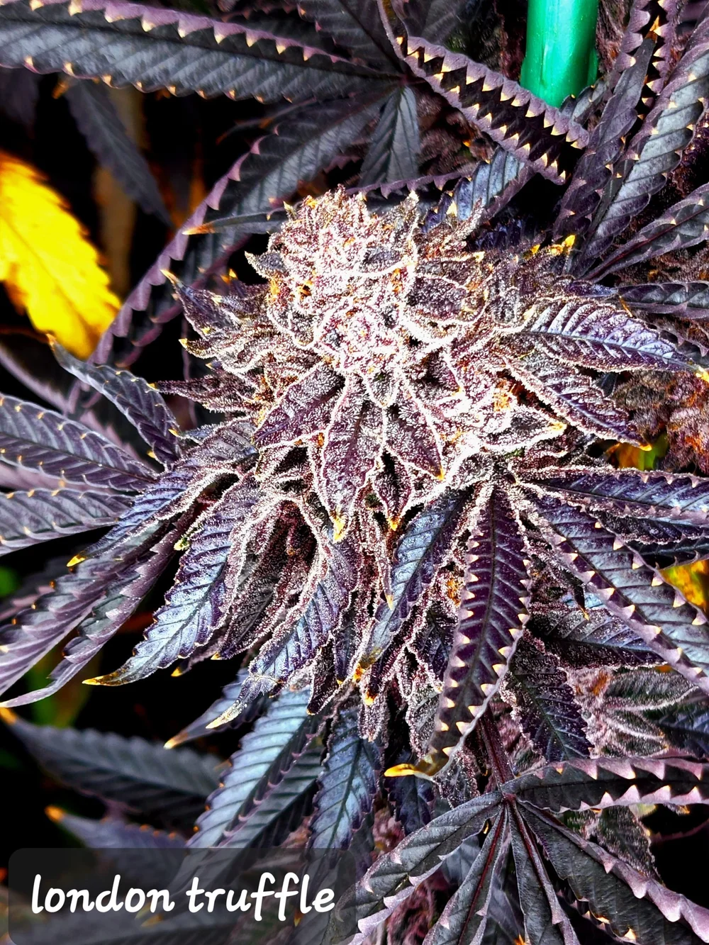 London Truffle Clones LINEAGE (WHITE TRUFFLE X LPC) — Prime Cuts