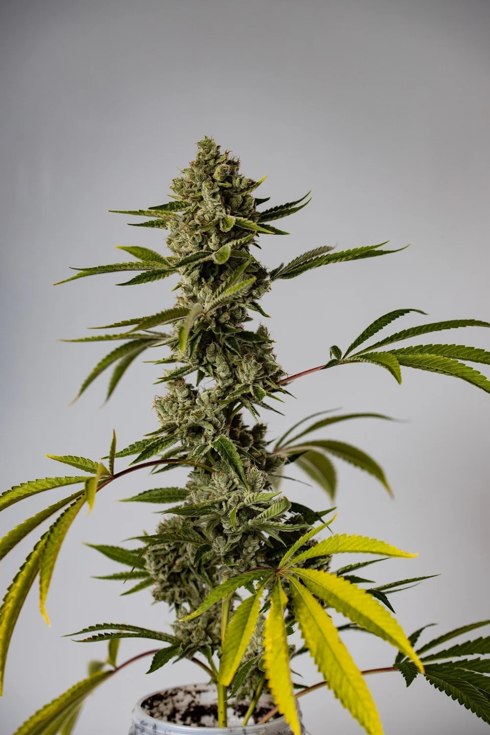 Donkey Kong Clones (GG4 X Undisclosed) — Prime Cuts Cannabis Clone