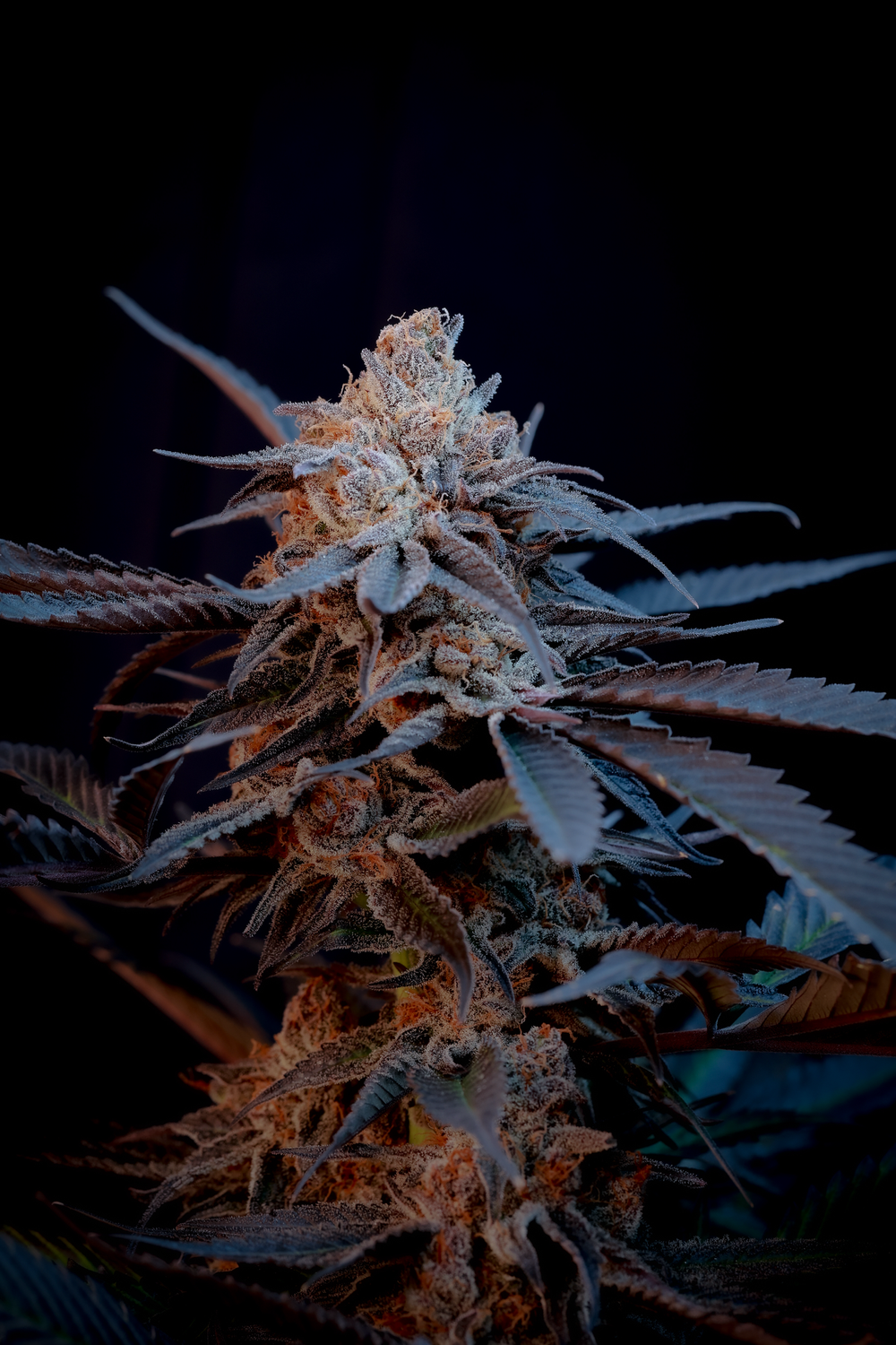 Prime Punch (Tropicana Punch x Purple Punch) — Prime Cuts Cannabis