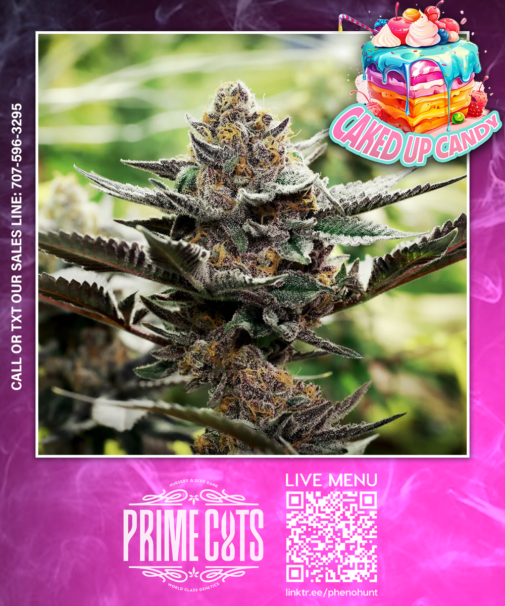 Caked Up Candy (Runtz x Caked Up Cherries) — Prime Cuts Cannabis Clone Nursery and Seed Bank