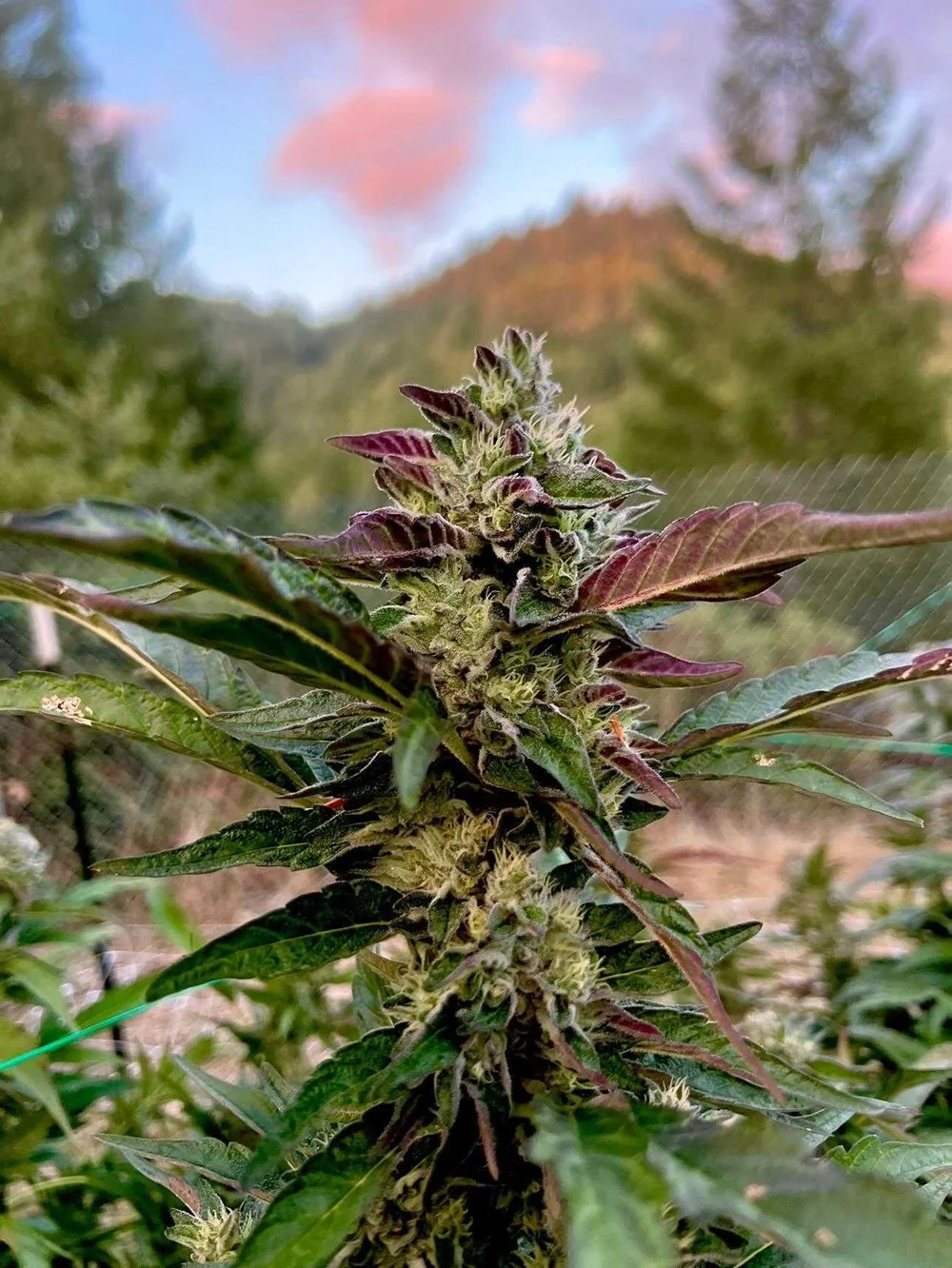 Clone Strain Menu — Prime Cuts Cannabis Clone Nursery and Seed Bank