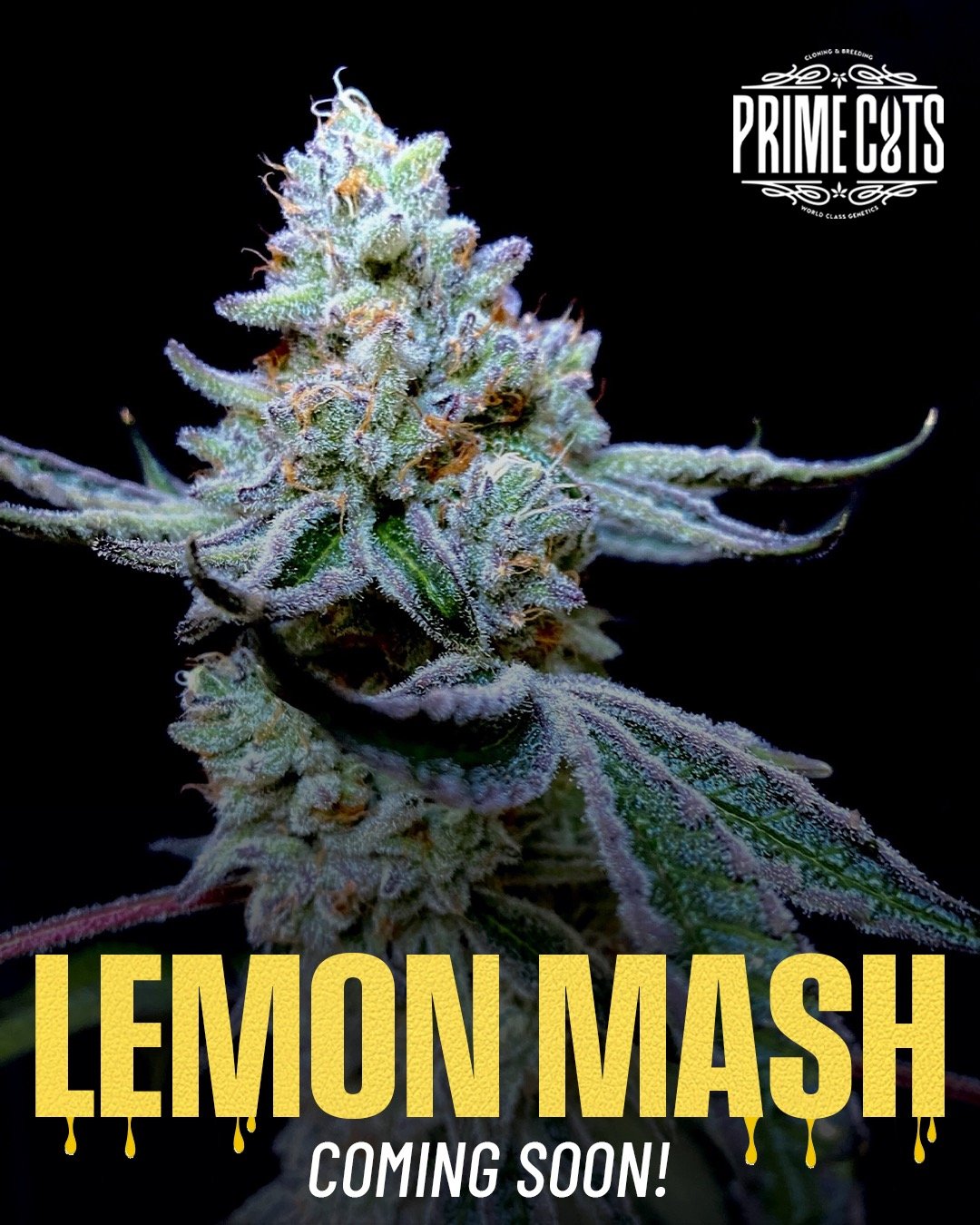 Coming soon to Prime Cuts!