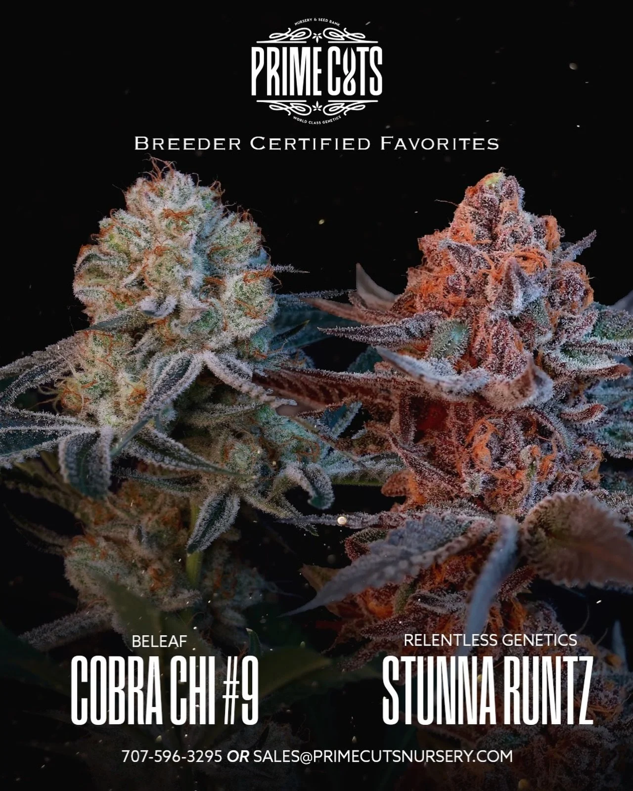 Cobra Chi and Stunna Runtz crush in all environments!!