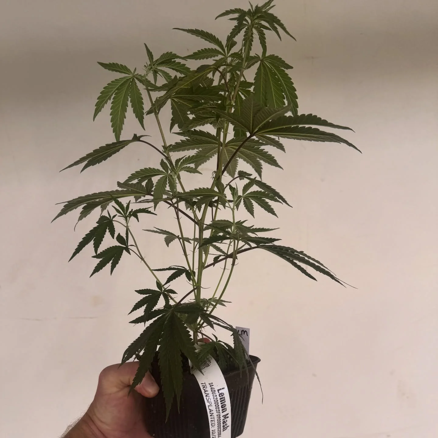 Planting teens saves you weeks of veg time and canopy space.