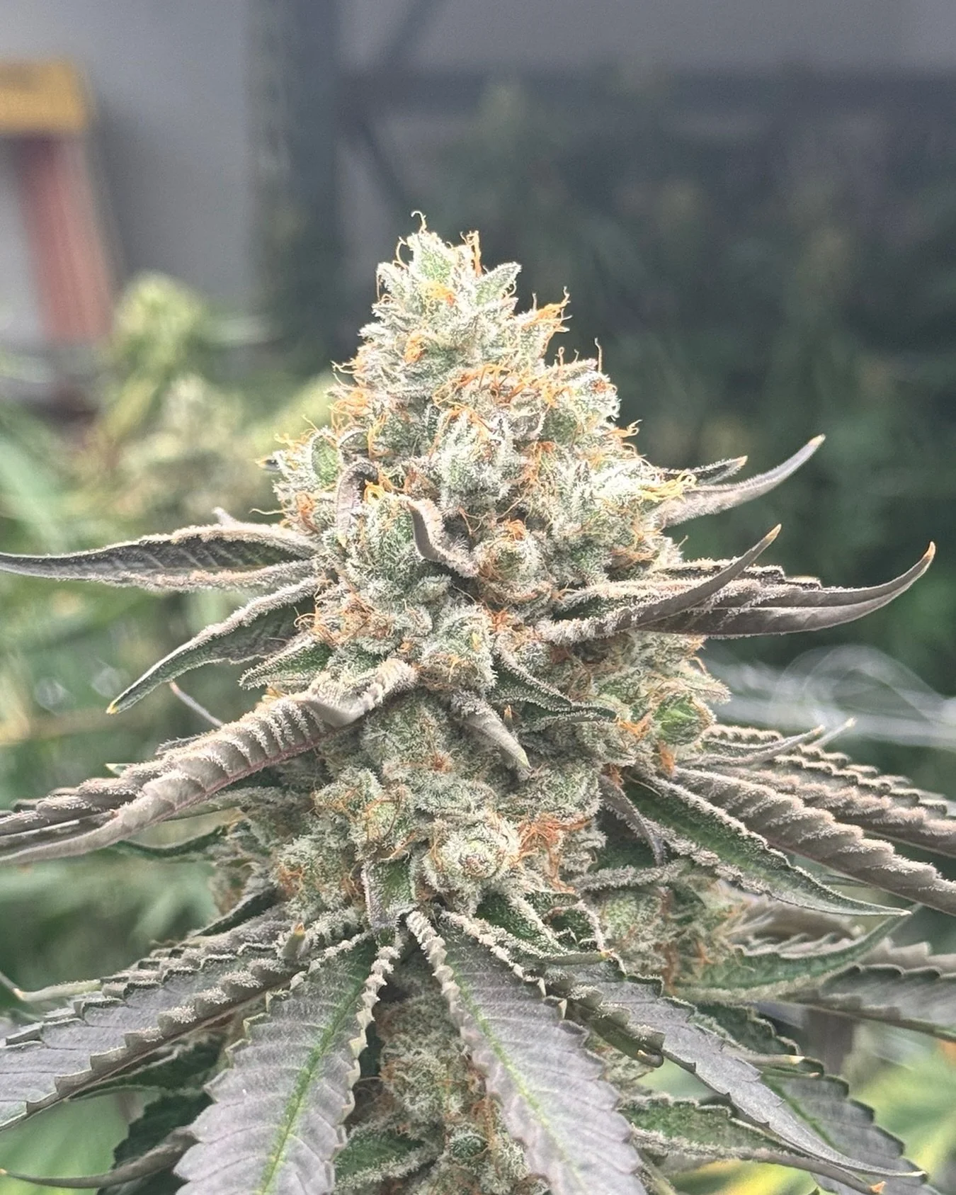 A cross of two of our all time favorites, Zlurpee x 34 by The Keep Genetics. Looking beautiful in the test room.