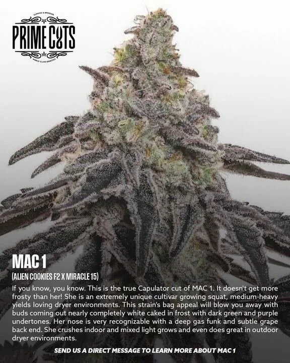 MAC 1 👽

#Sonoma #SonomaValley #PrimeCutsNursery #Cannabis #CannabisClones #Clones #Genetics #Candy #OGs #Gas