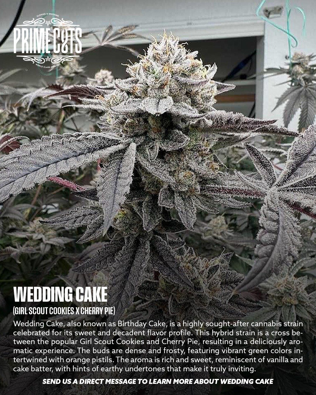 Wedding Cake 🎂

#Sonoma #SonomaValley #PrimeCutsNursery #Cannabis #CannabisClones #Clones #Genetics #Candy #OGs #Gas