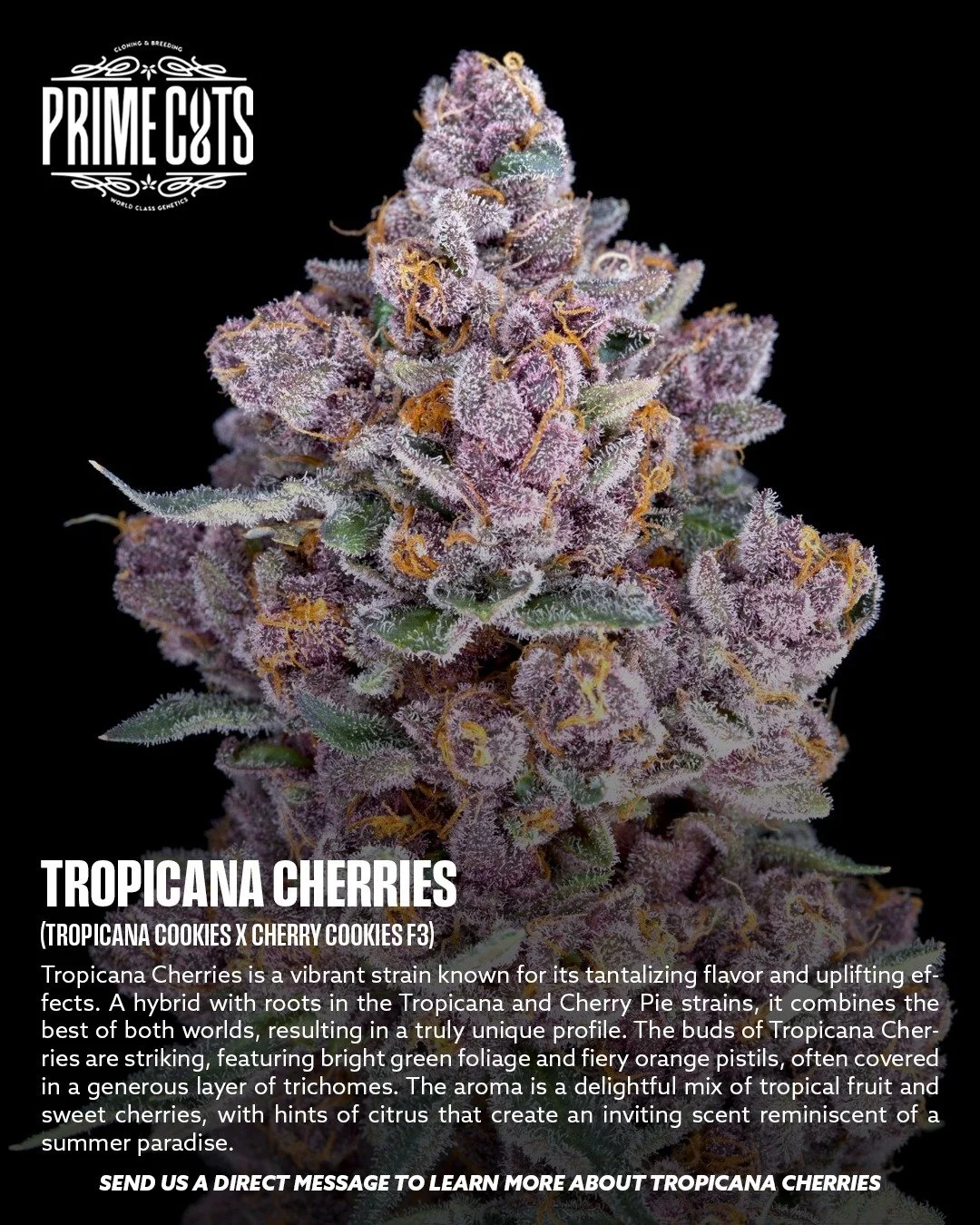Tropicana Cherries 🍒

#Sonoma #SonomaValley #PrimeCutsNursery #Cannabis #CannabisClones #Clones #Genetics #Candy #OGs #Gas