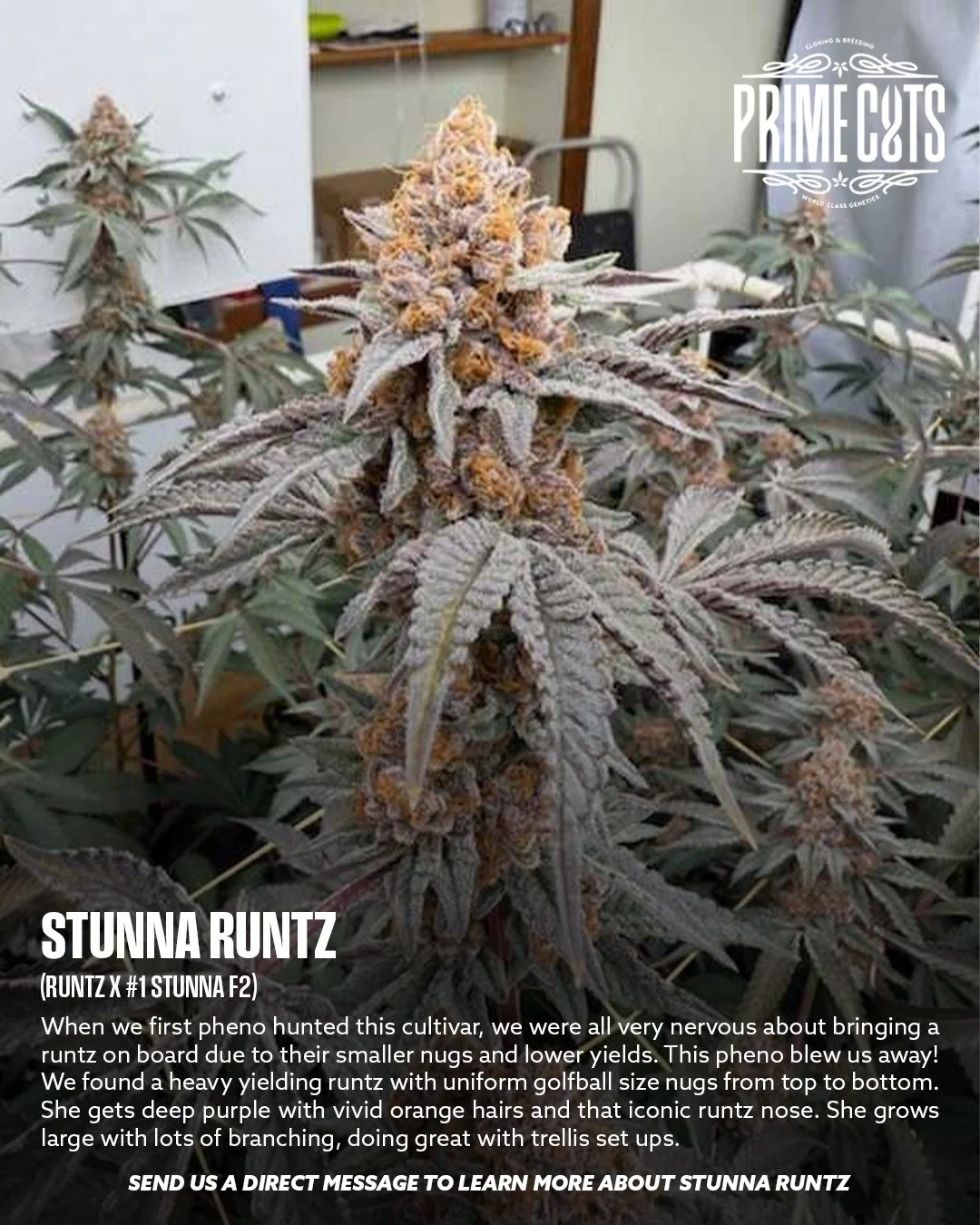 Stunna Runtz

#Sonoma #SonomaValley #PrimeCutsNursery #Cannabis #CannabisClones #Clones #Genetics #Candy #OGs #Gas