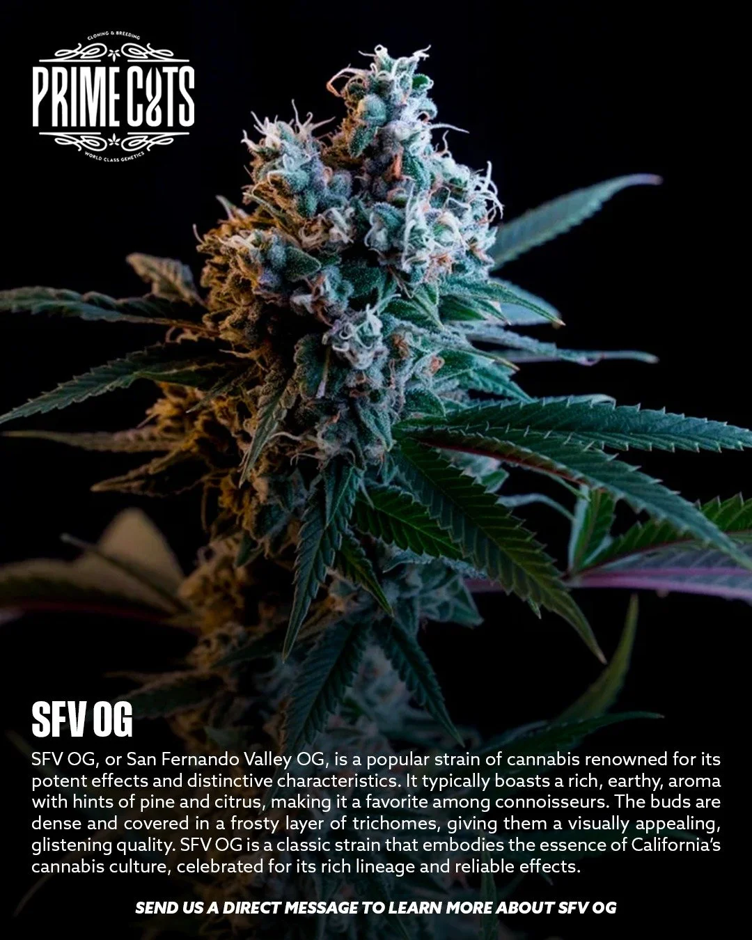 SFV OG

#Sonoma #SonomaValley #PrimeCutsNursery #Cannabis #CannabisClones #Clones #Genetics #Candy #OGs #Gas