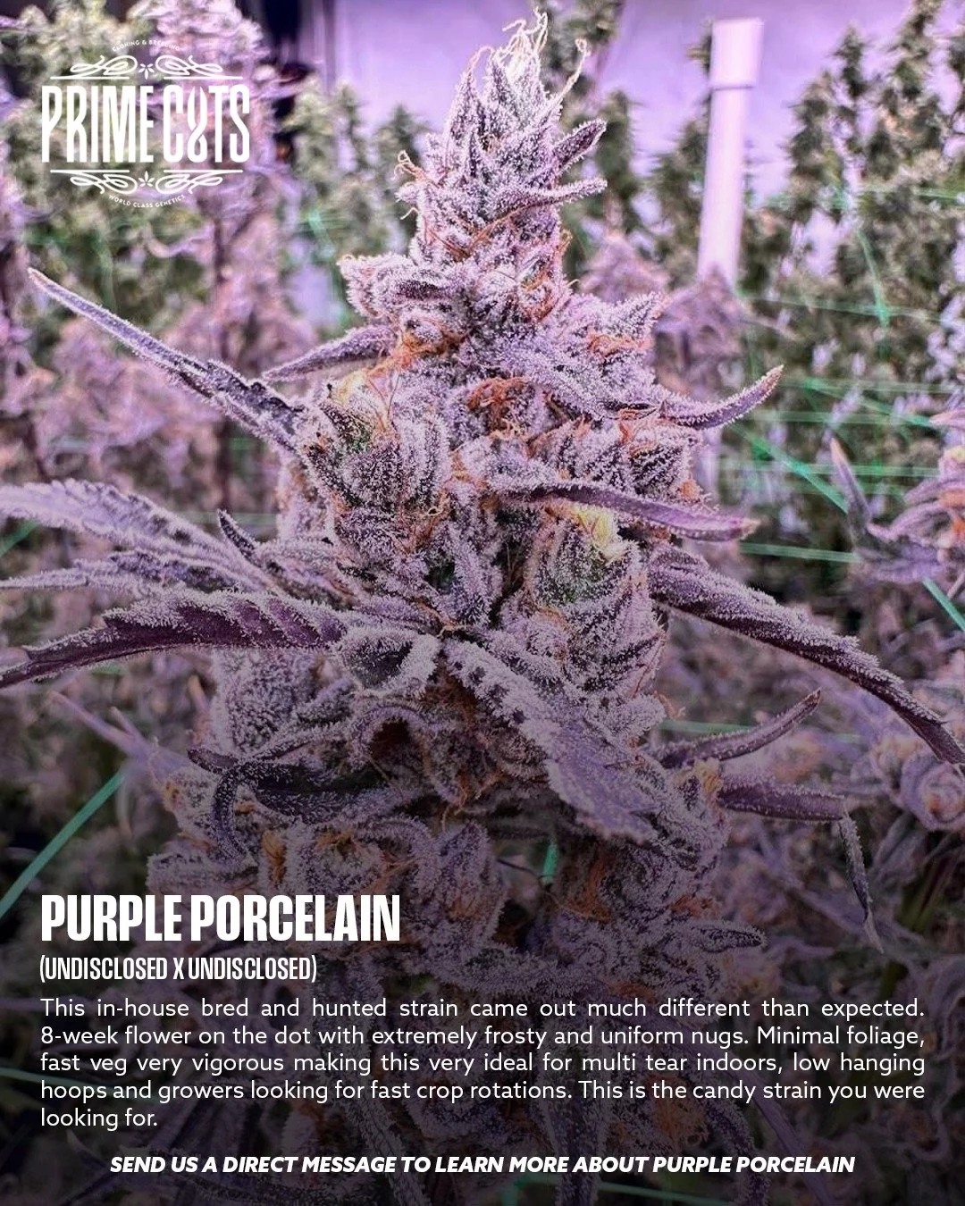 Purple Porcelain

#Sonoma #SonomaValley #PrimeCutsNursery #Cannabis #CannabisClones #Clones #Genetics #Candy #OGs #Gas