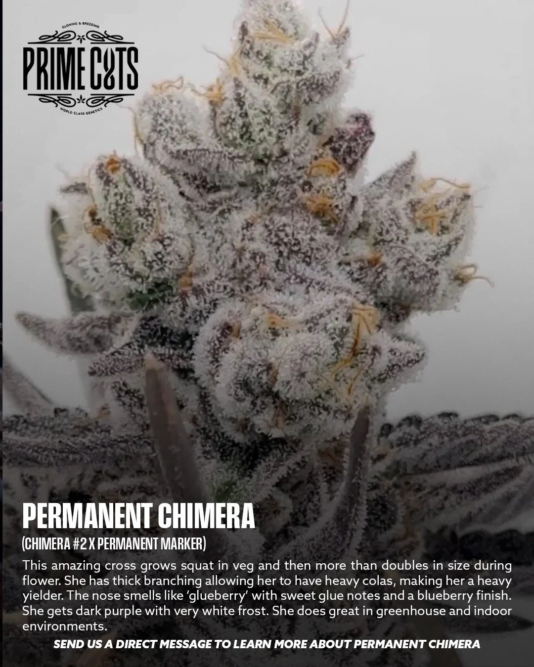 Permanent Chimera

#Sonoma #SonomaValley #PrimeCutsNursery #Cannabis #CannabisClones #Clones #Genetics #Candy #OGs #Gas