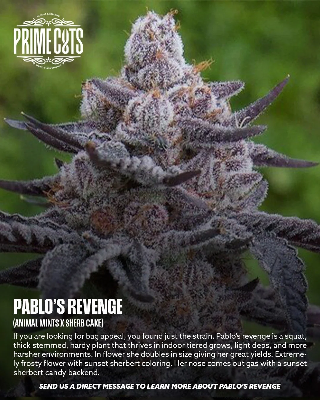 Pablo's Revenge

#Sonoma #SonomaValley #PrimeCutsNursery #Cannabis #CannabisClones #Clones #Genetics #Candy #OGs #Gas