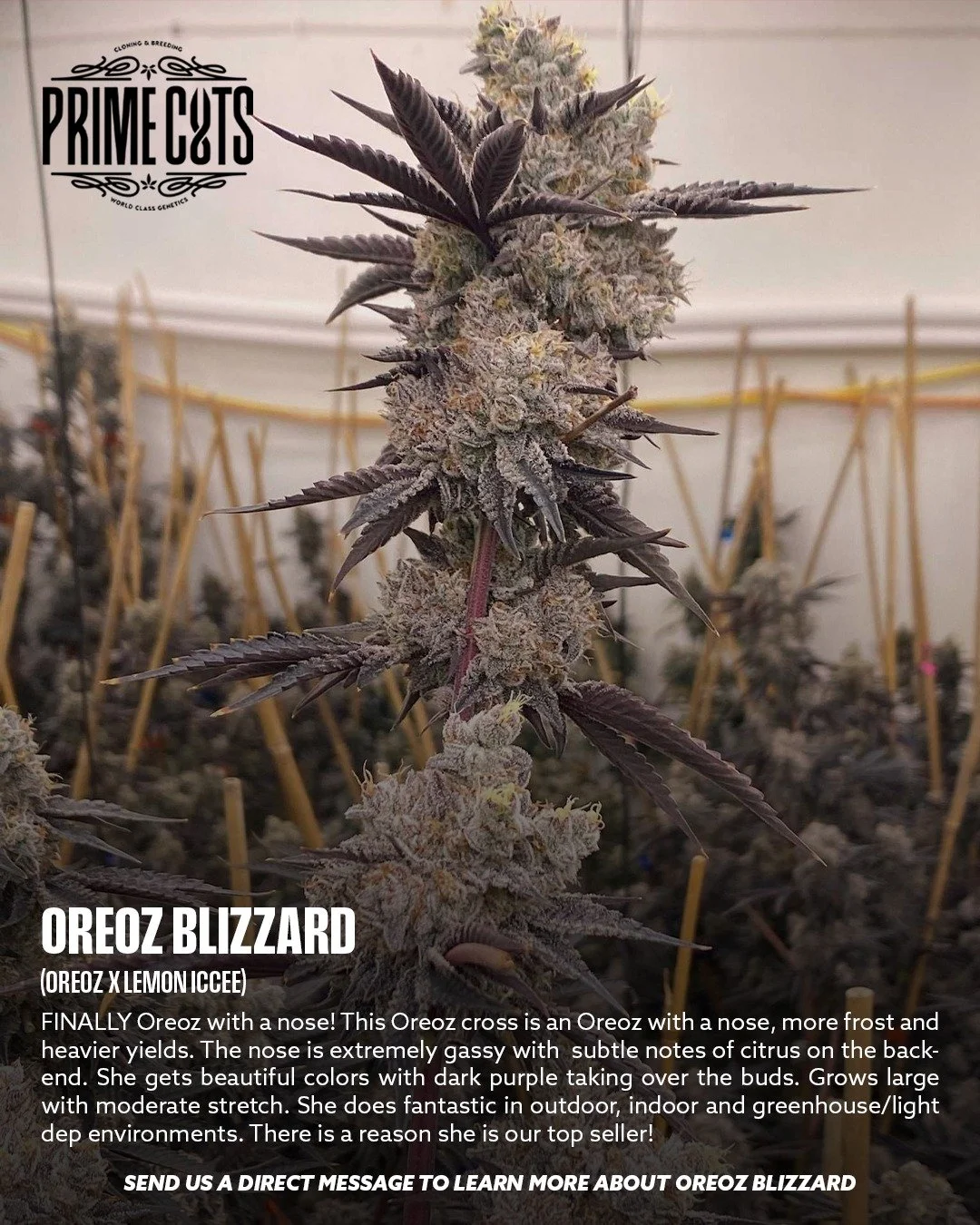 Oreo Blizzard 

#Sonoma #SonomaValley #PrimeCutsNursery #Cannabis #CannabisClones #Clones #Genetics #Candy #OGs #Gas