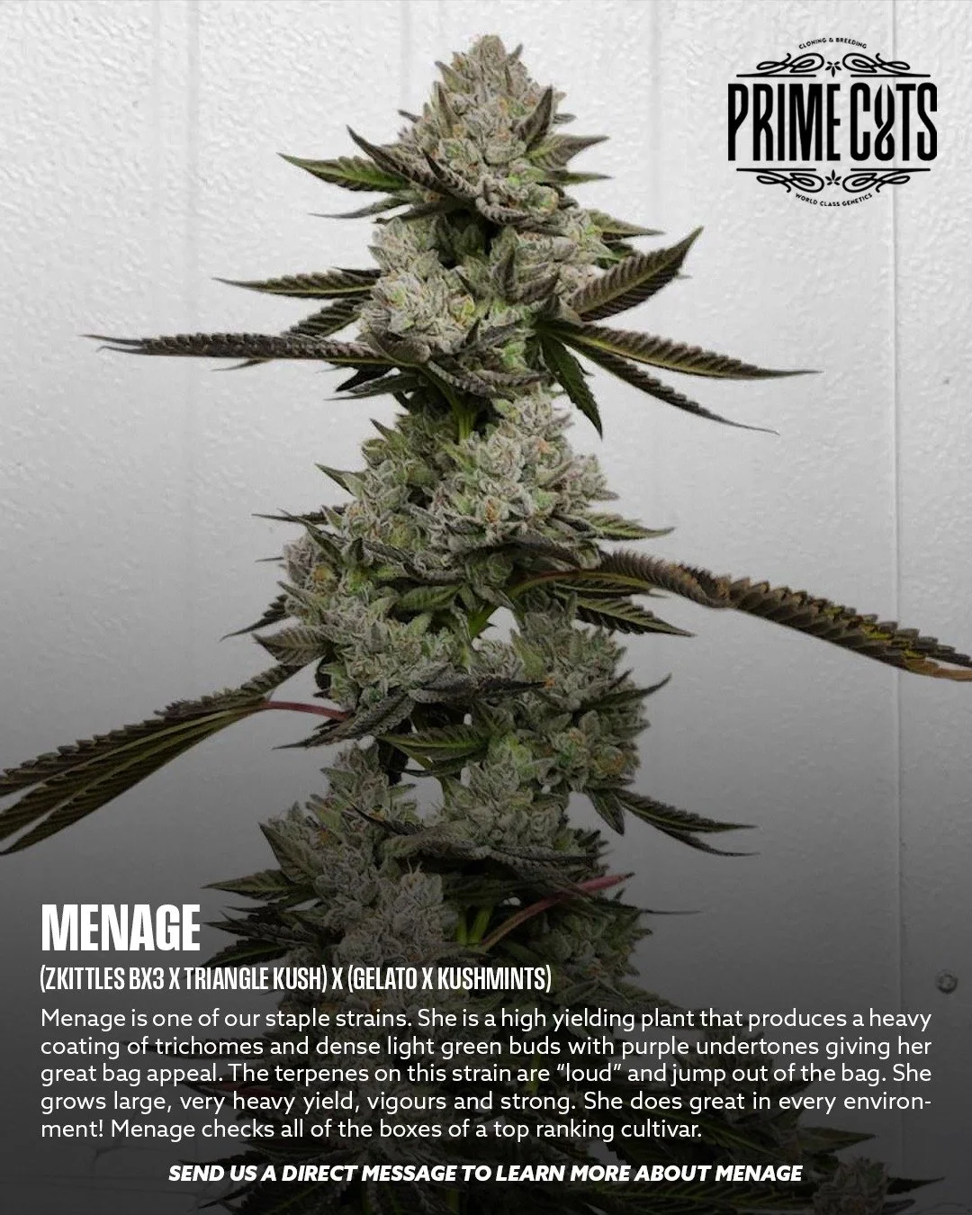 Menage

#Sonoma #SonomaValley #PrimeCutsNursery #Cannabis #CannabisClones #Clones #Genetics #Candy #OGs #Gas