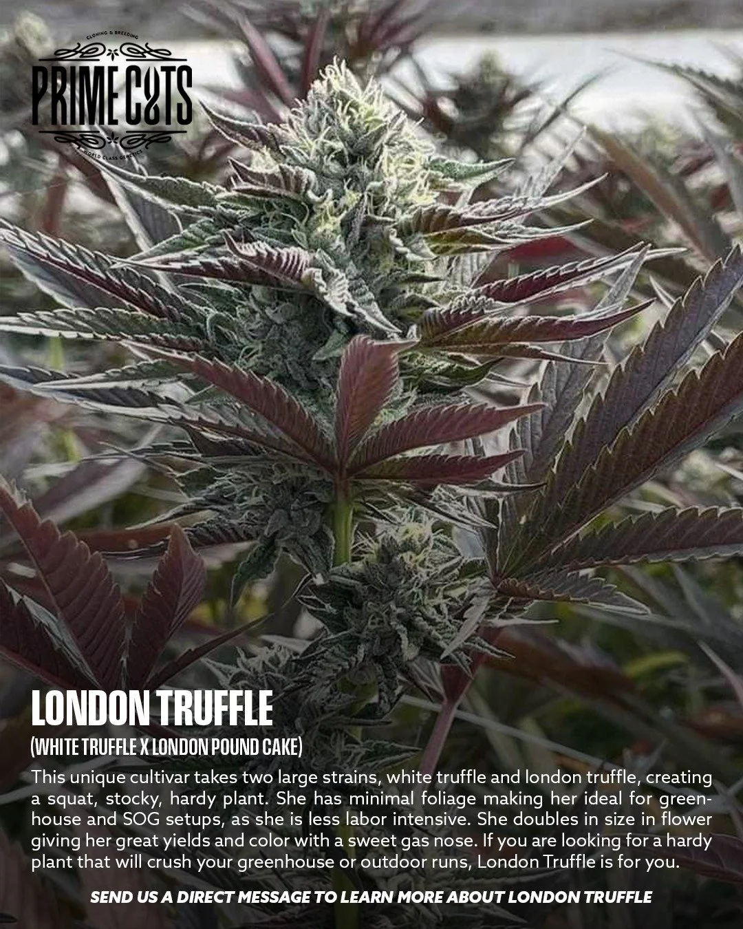London Truffle

#Sonoma #SonomaValley #PrimeCutsNursery #Cannabis #CannabisClones #Clones #Genetics #Candy #OGs #Gas
