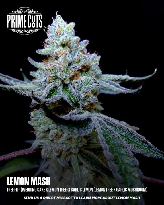 Lemon Mash

#Sonoma #SonomaValley #PrimeCutsNursery #Cannabis #CannabisClones #Clones #Genetics #Candy #OGs #Gas